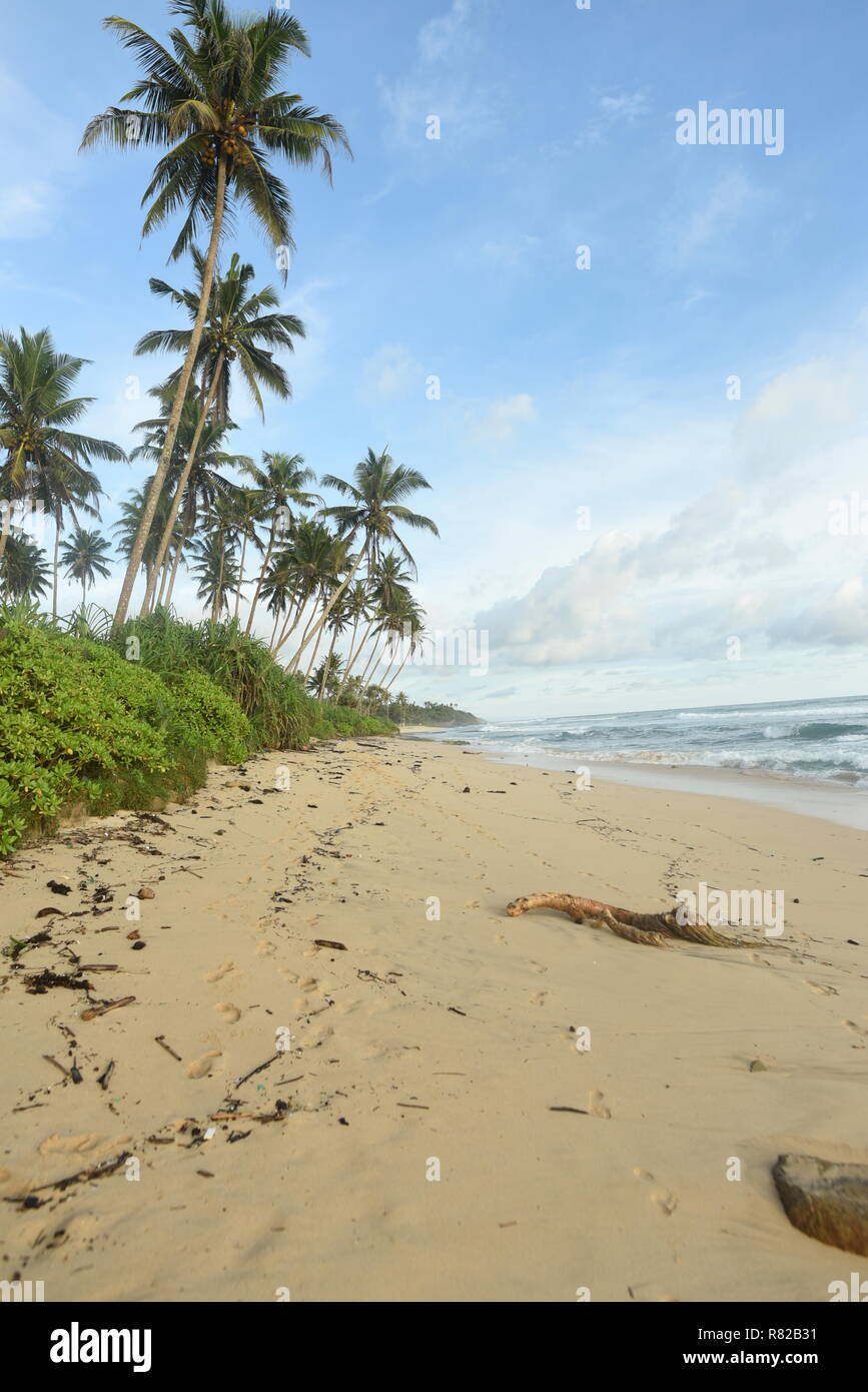 sunset on coconut plantation, gurubebila beach, Midigama, Sri Lanka