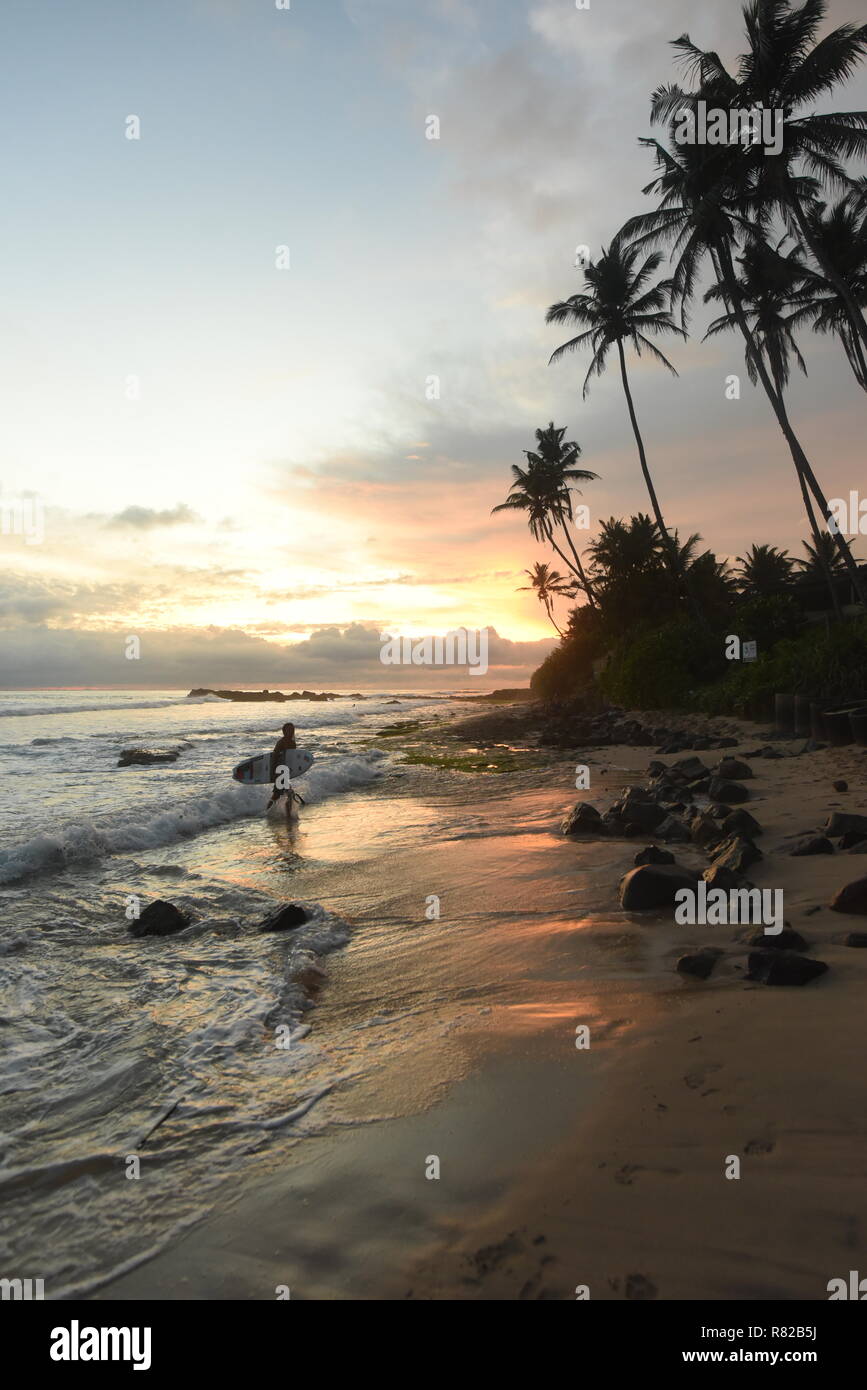 sunset on coconut plantation, gurubebila beach, Midigama, Sri Lanka