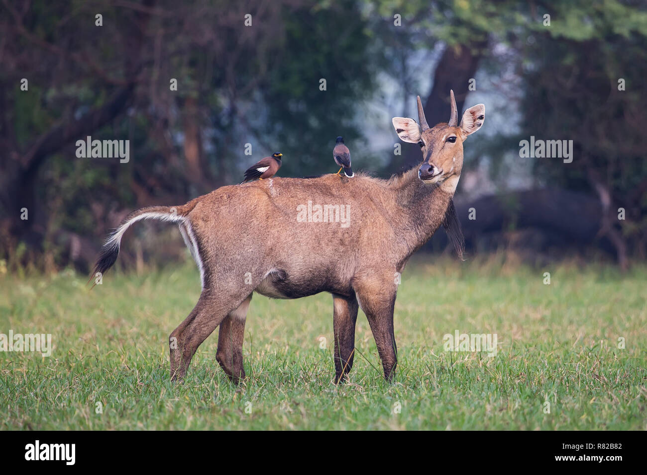 Male Nilgai with Brahminy mynas sitting on him in Keoladeo National Park, Bharatpur, India. Nilgai is the largest Asian antelope and is endemic to the Stock Photo