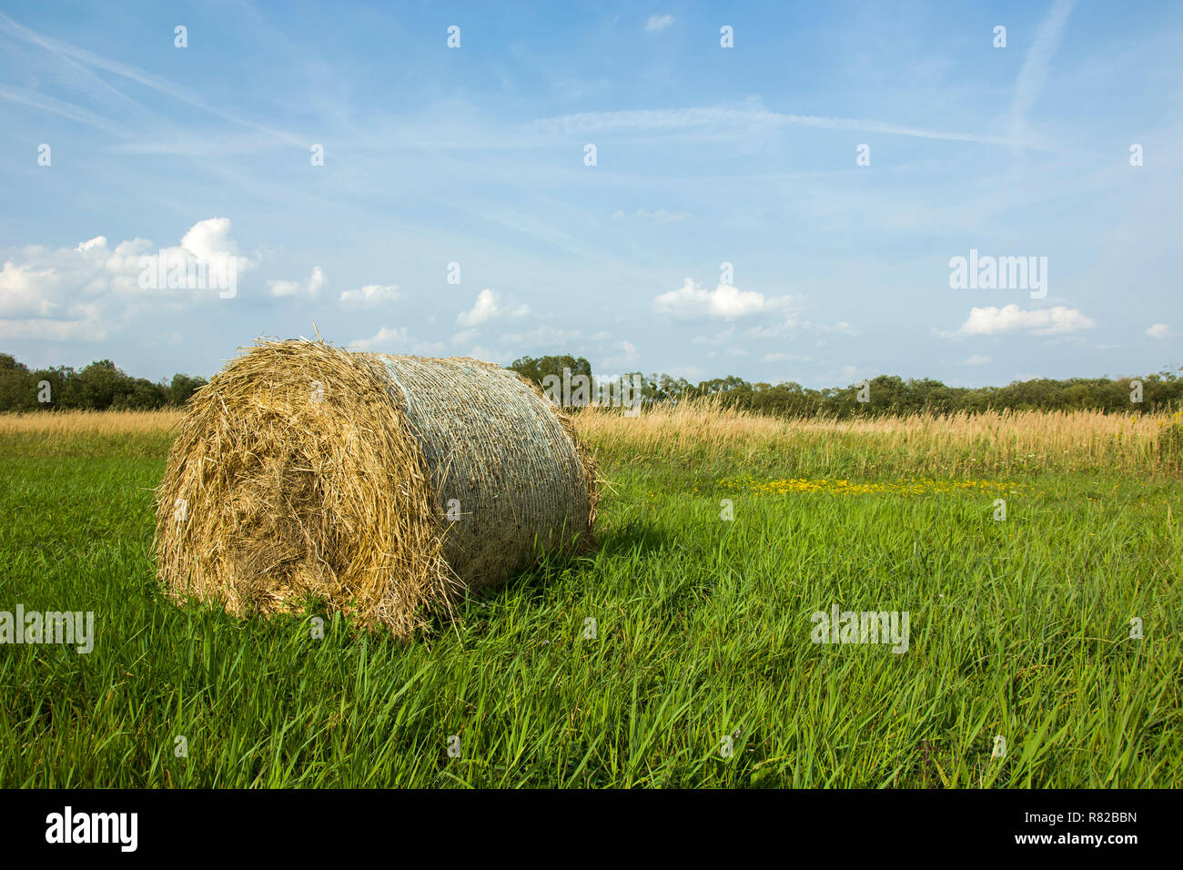 One round hay bale lying on a green meadow Stock Photo