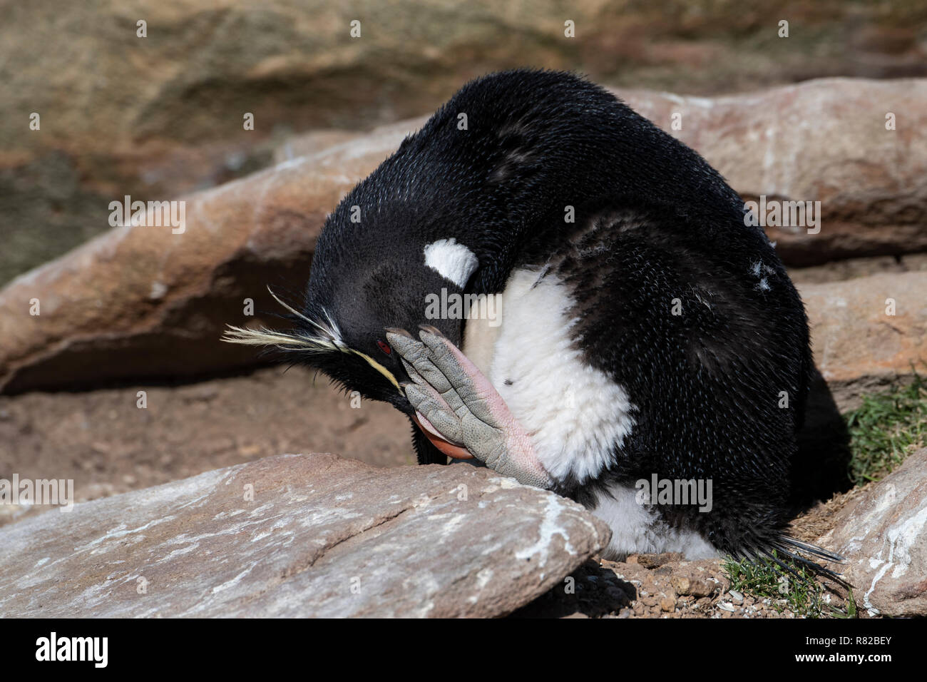 Great Britan, West Falkland Islands, Sanuders Island. rockhopper penguin showing large feet. Stock Photo