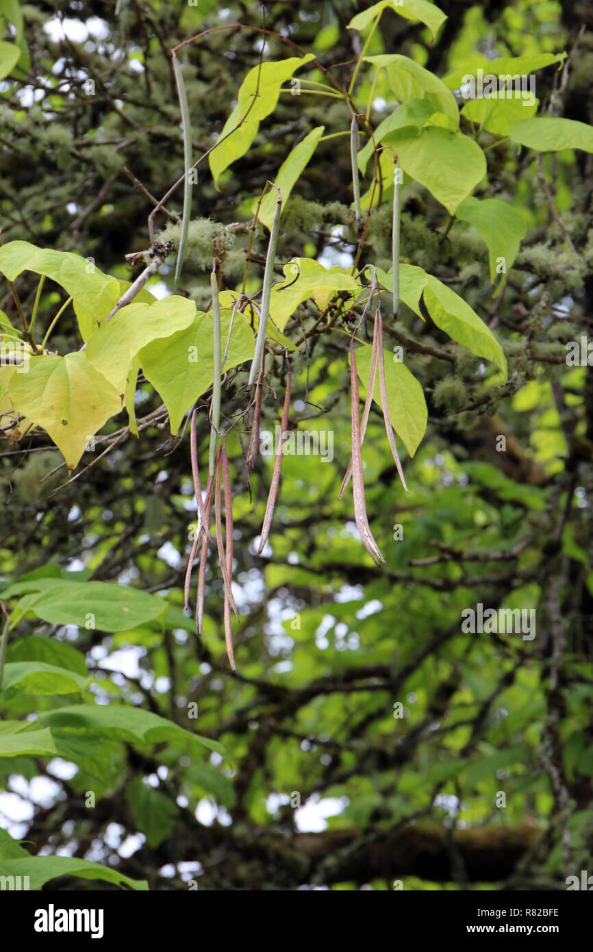 Close up the the long, stringy seed pods on a Catalpa erubescens tree in Washington Park Arboretum, Seattle, Washington Stock Photo