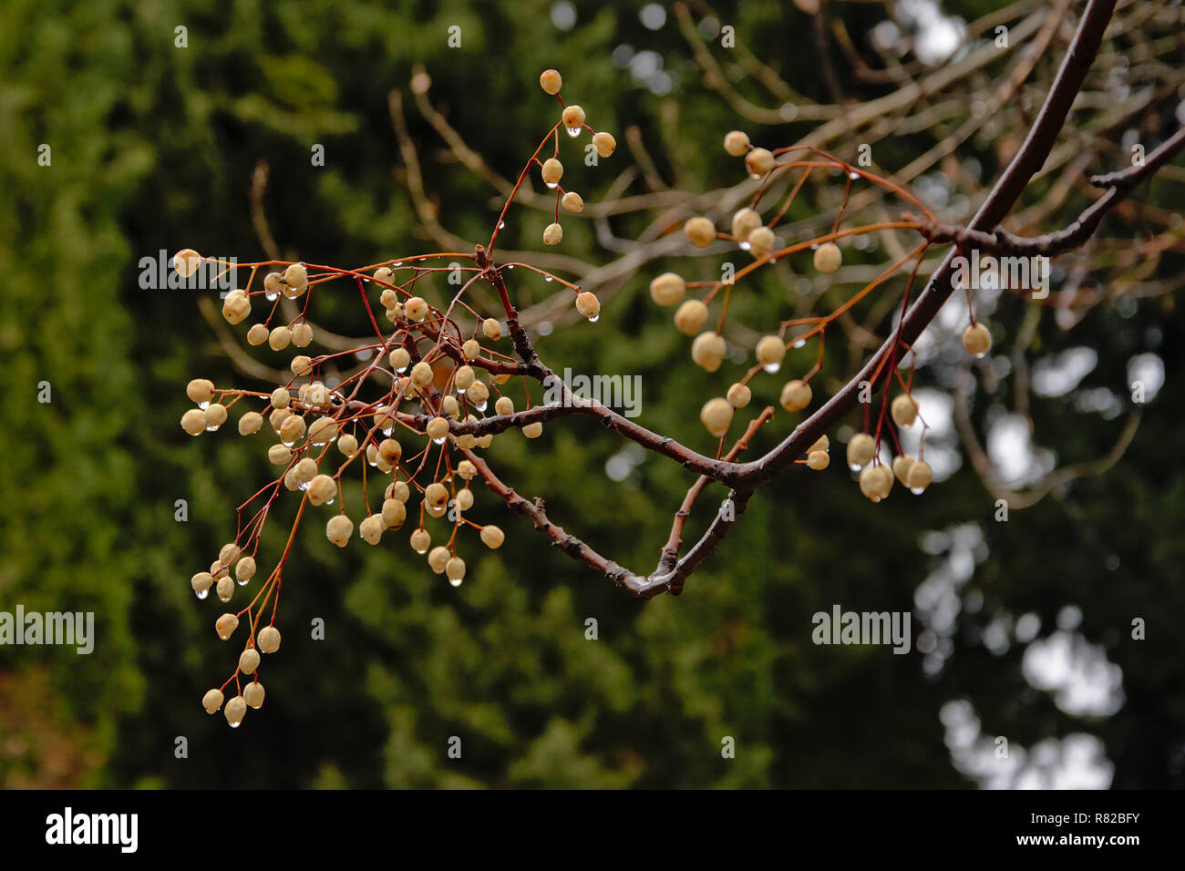 Palle Yellow medlar berries - Mespilus germanica Stock Photo