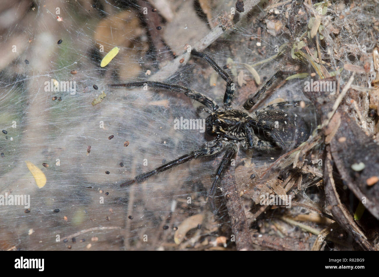 Wolf spider web deals