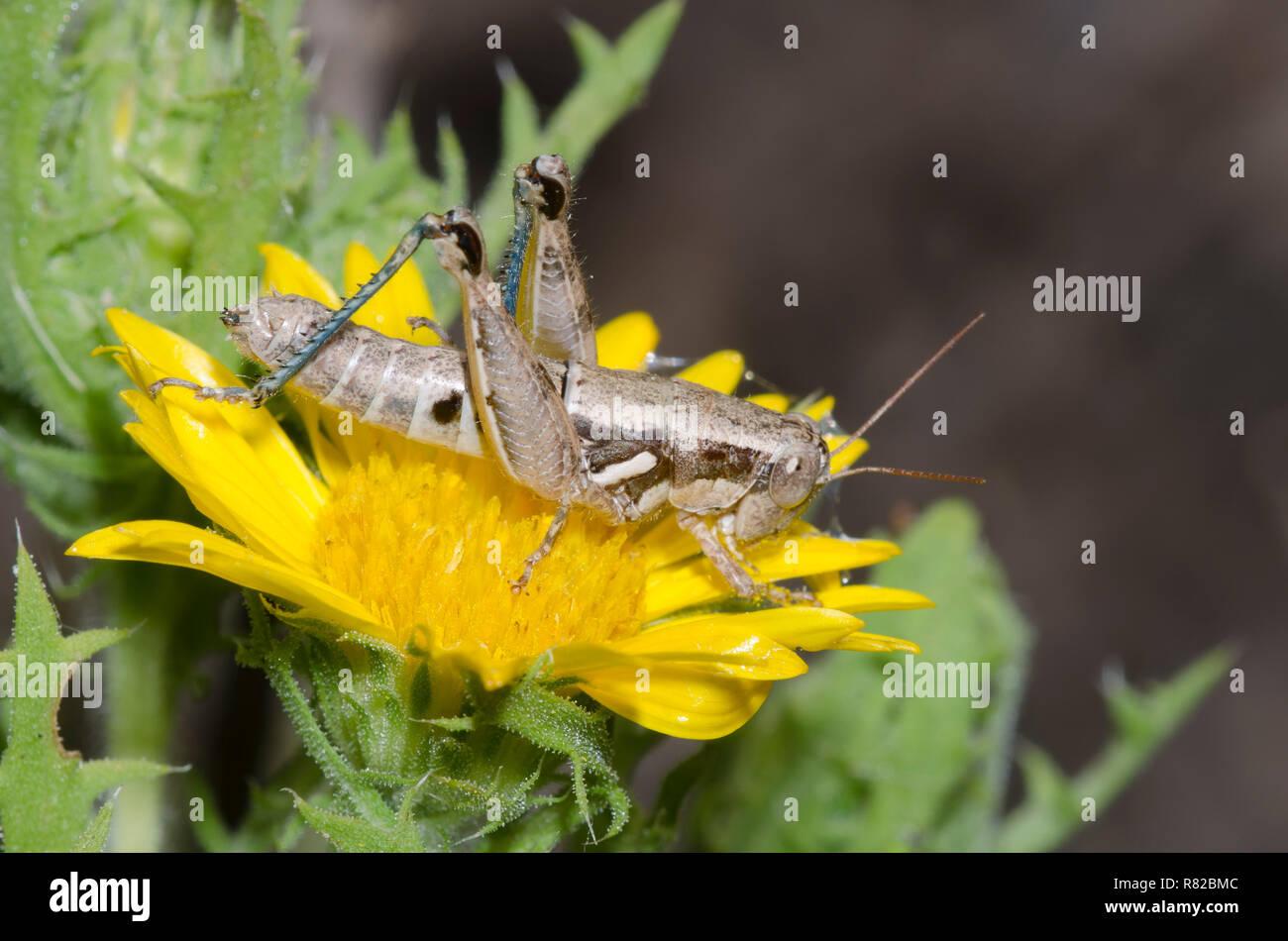 Spur-throated Grasshopper, Paraidemona sp., adult female on Camphor Daisy, Rayjacksonia phyllocephala Stock Photo