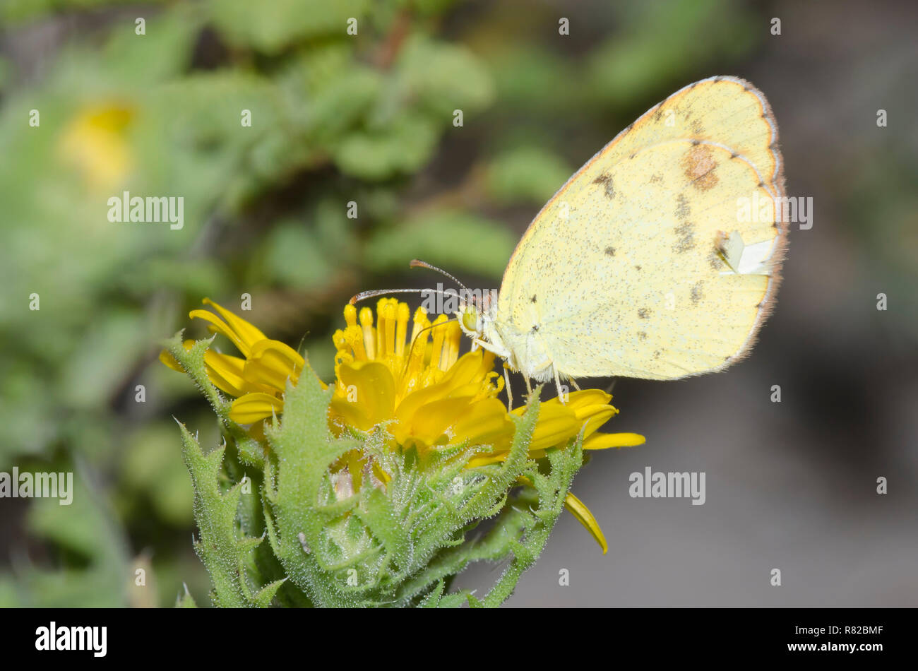 Little Yellow, Pyrisitia lisa, on camphor daisy, Rayjacksonia phyllocephala Stock Photo