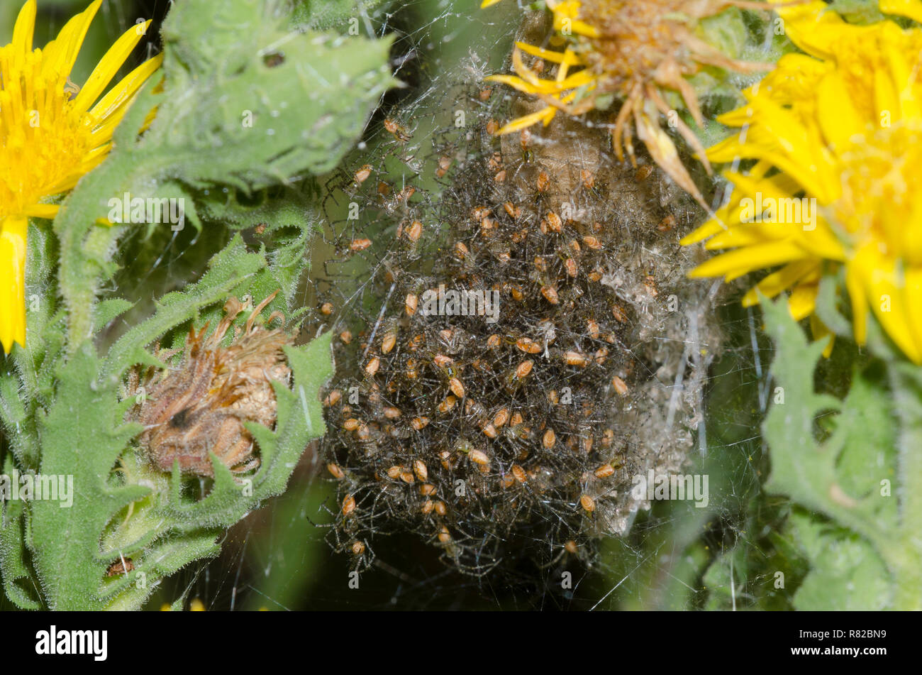 Lynx Spider, Peucetia longipalpis, newly hatched young Stock Photo