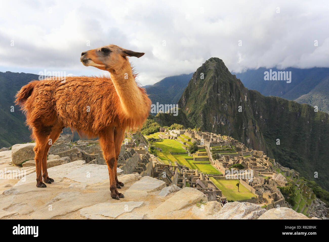 Llama standing at Machu Picchu overlook in Peru. In 2007 Machu Picchu was voted one of the New Seven Wonders of the World. Stock Photo