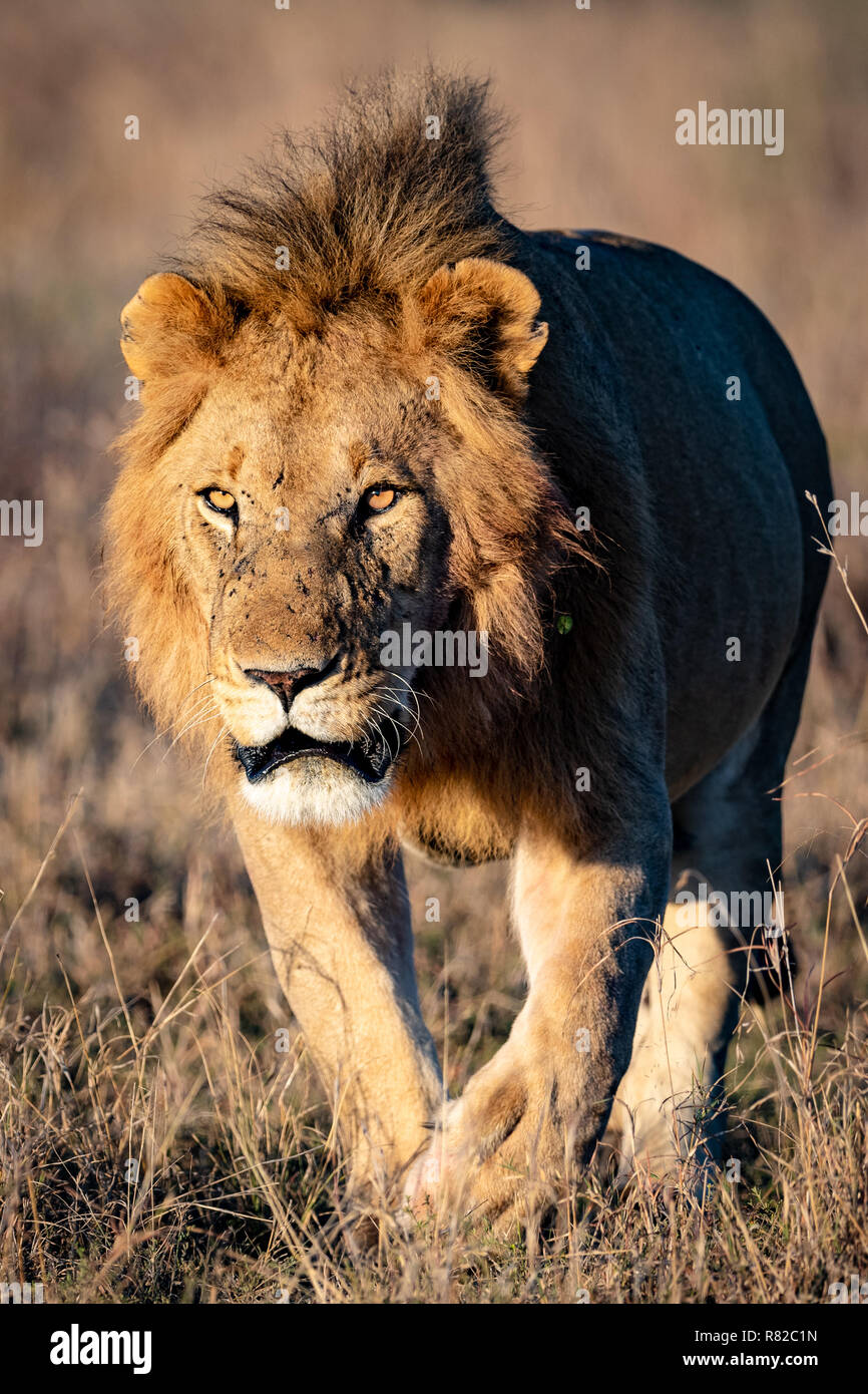 Masai mara widlife hi-res stock photography and images - Alamy