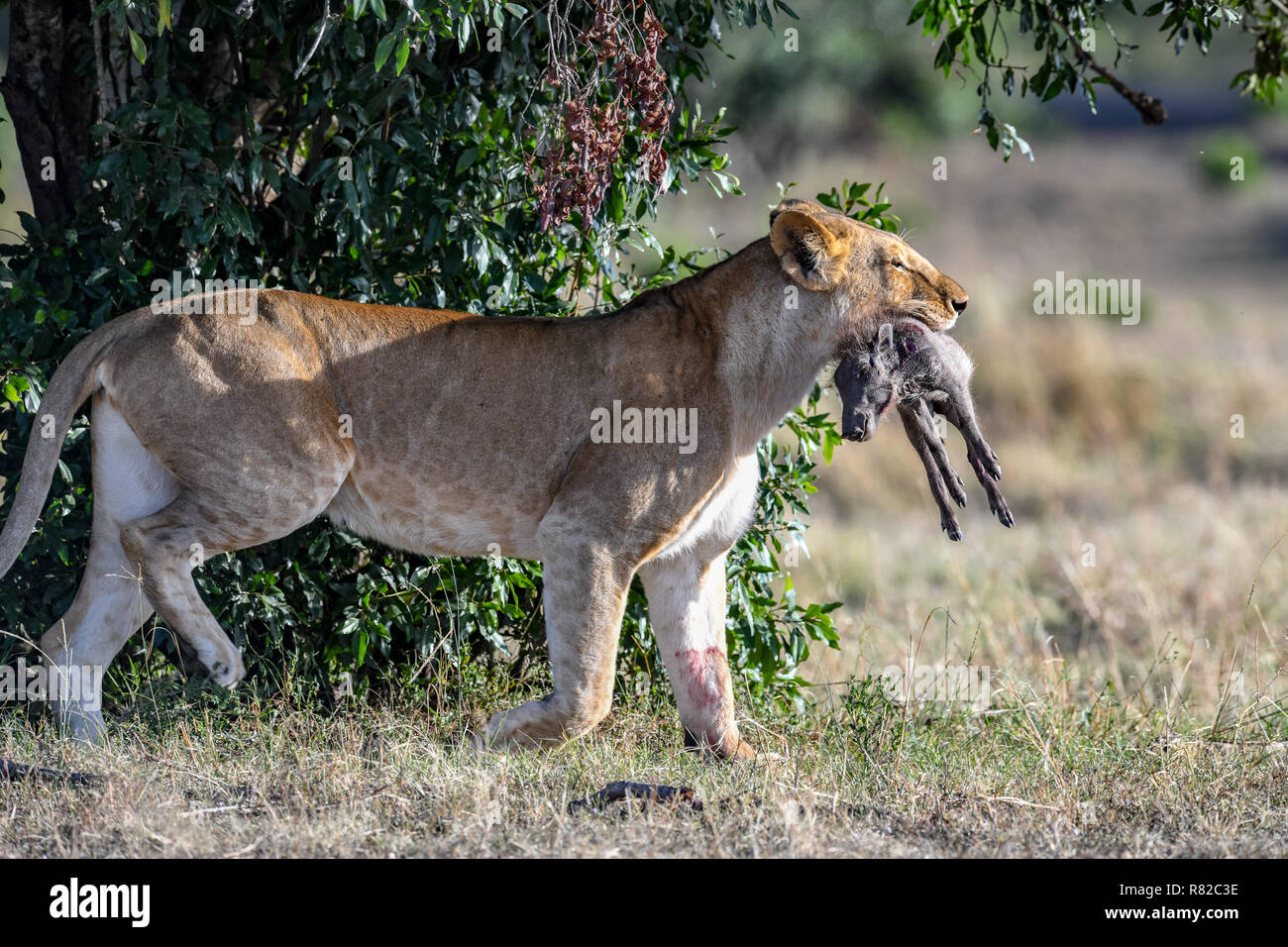 Lioness With Baby Warthog In Mouth In Kenya Africa Stock Photo Alamy