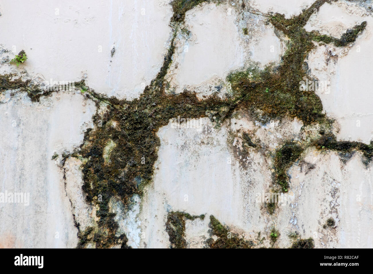 A close up view of green and drown moss growing though cracks on the side of a white wall Stock Photo