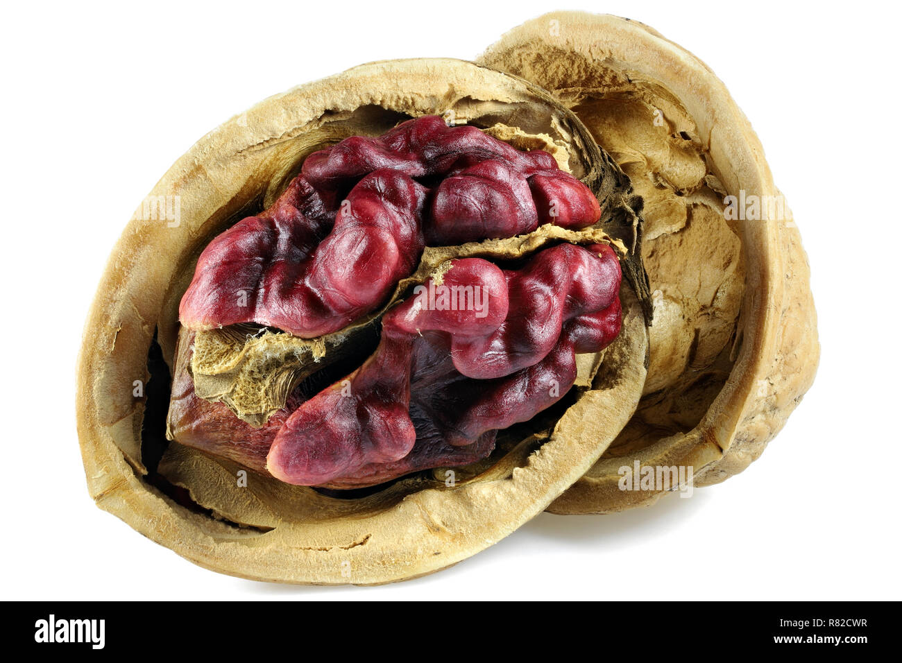 Red Danube Walnut isolated on white background Stock Photo