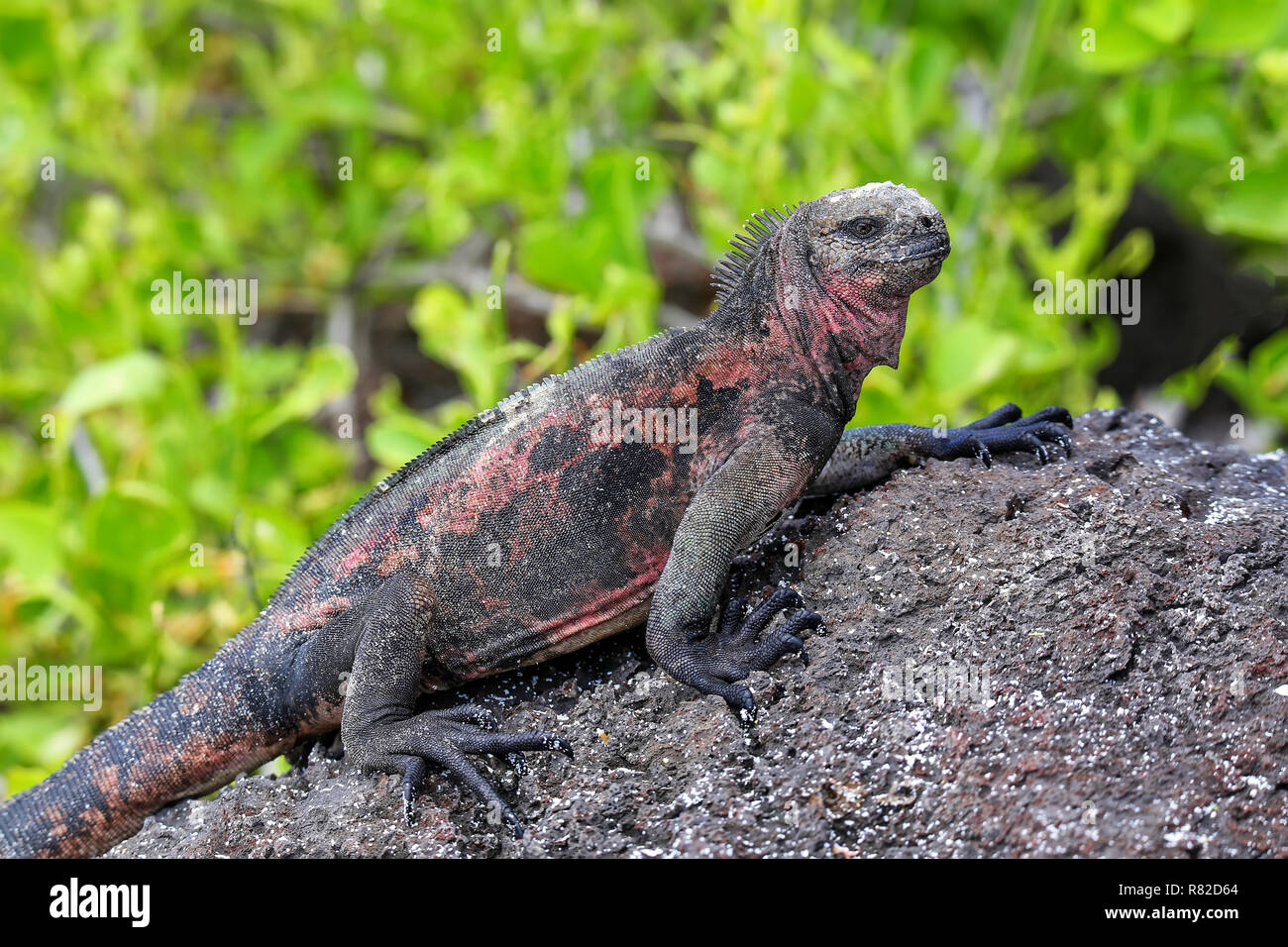 Marine iguana (Amblyrhynchus cristatus) on Espanola Island, Galapagos National park, Ecuador. Marine iguana of Espanola Island has red markings on its Stock Photo