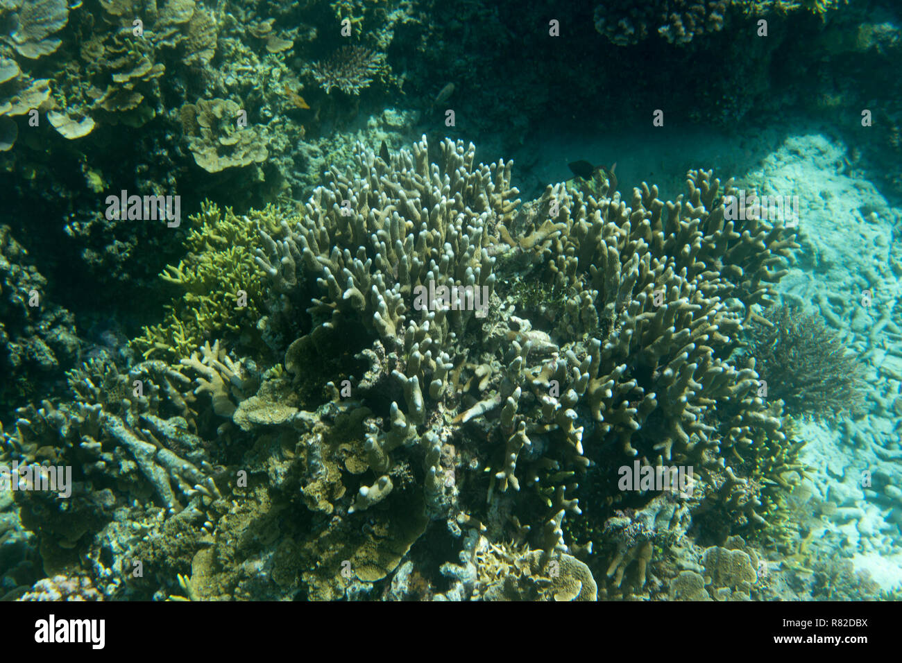 A Beautiful coral reef in Indonesia Stock Photo - Alamy