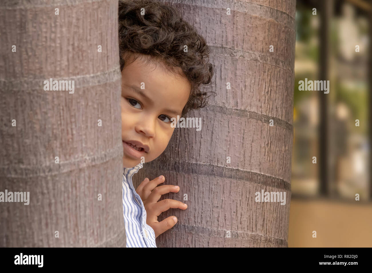 A curious little boy peeks at the camera while in between two trees. Out on the sidewalk, an inquisitive boy hides behind trees while he looks. Stock Photo