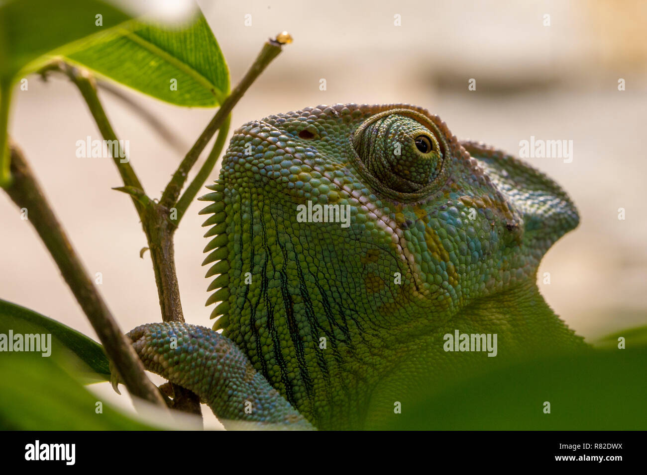 Chameleons are adapted for climbing and visual hunting. They live in warm habitats that range from rain forest to desert conditions, with various spec Stock Photo