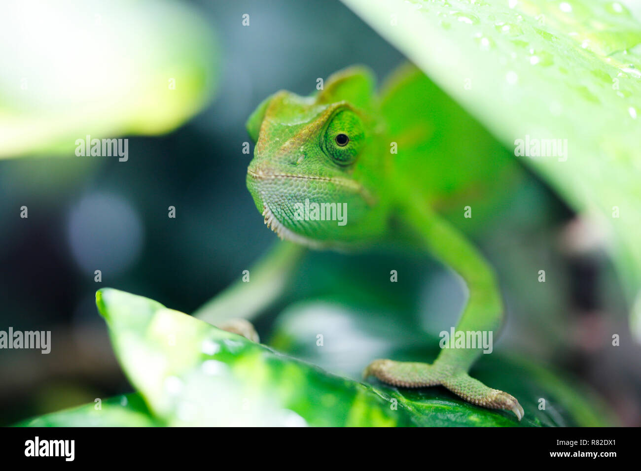 Chameleons are adapted for climbing and visual hunting. They live in warm habitats that range from rain forest to desert conditions, with various spec Stock Photo