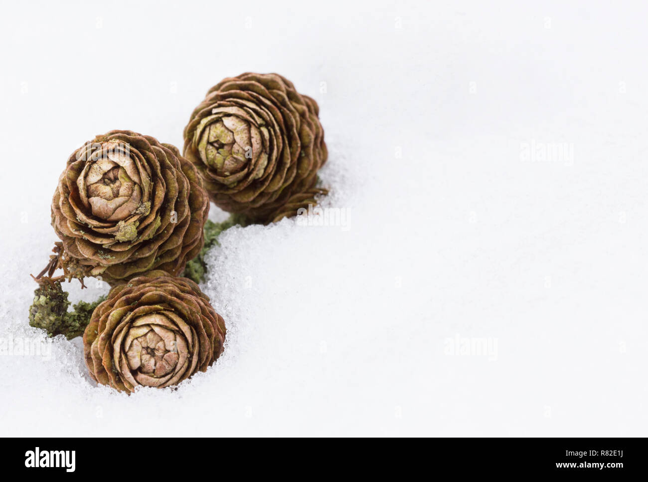 Three Pine Cones lying in snow Stock Photo