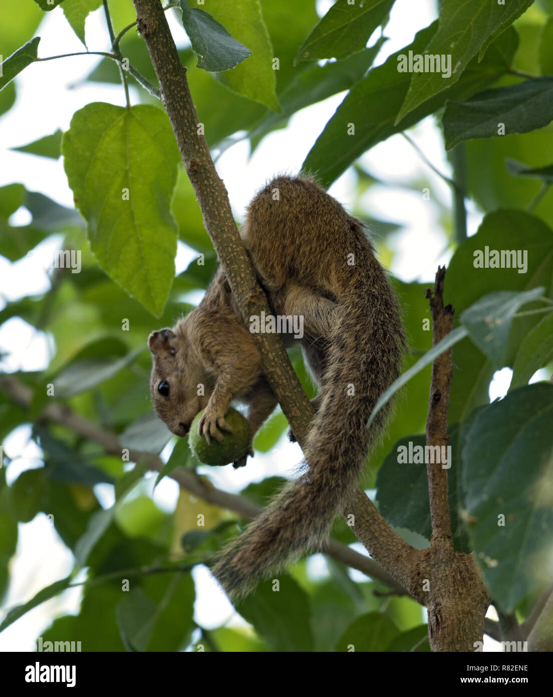 Tree squirrel (Paraxerus cepapi) sitting eating in a tree, Maun, Botswana Stock Photo