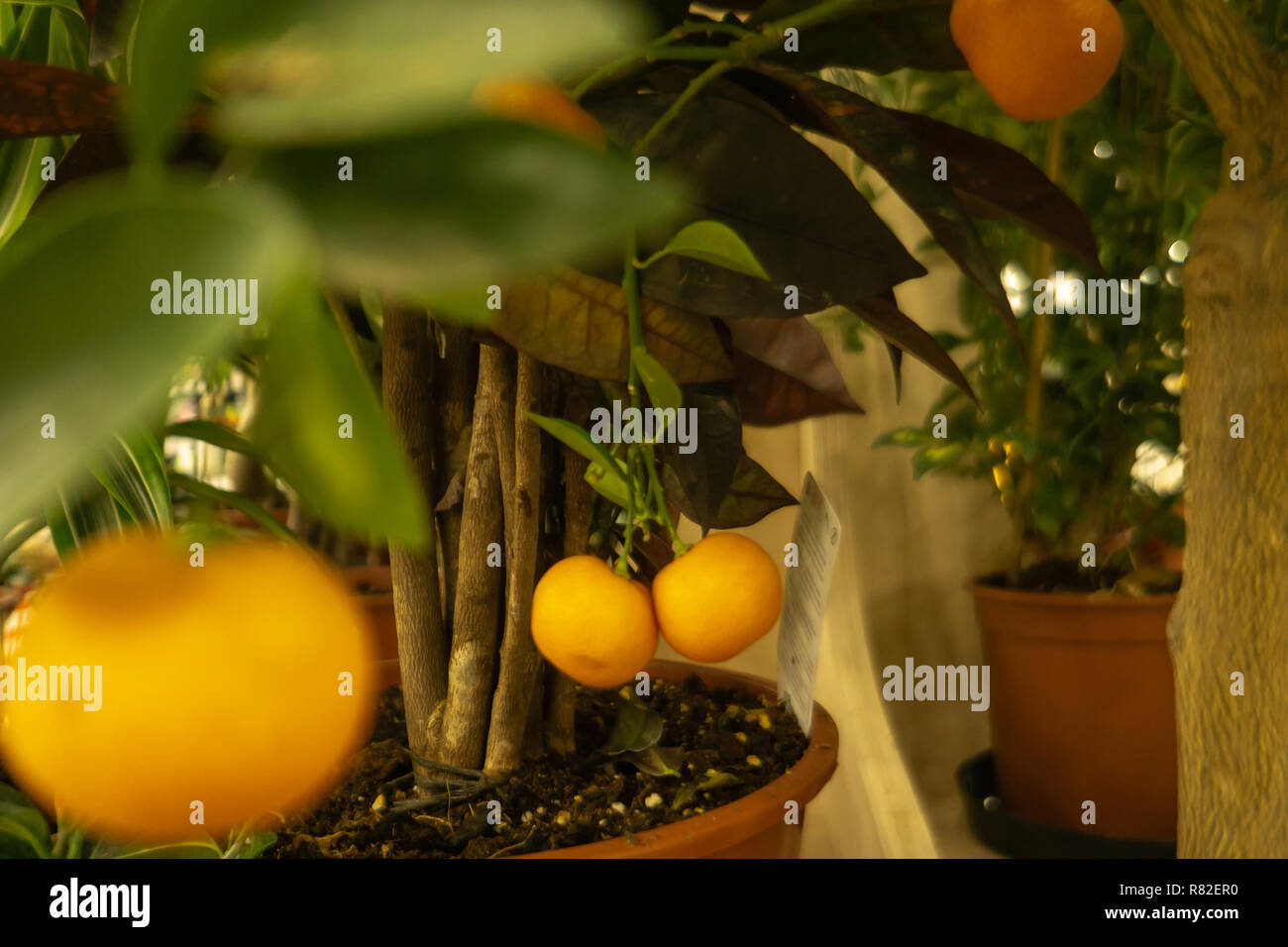 Seedless tangerine hires stock photography and images Alamy