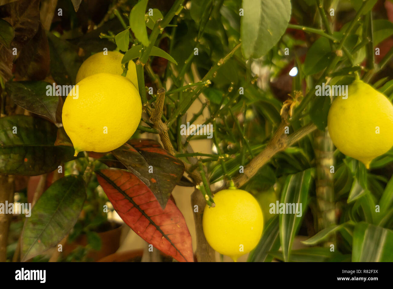 A large bright yellow lemon hanging on a branch with green leaves on a windowsill in the room Stock Photo