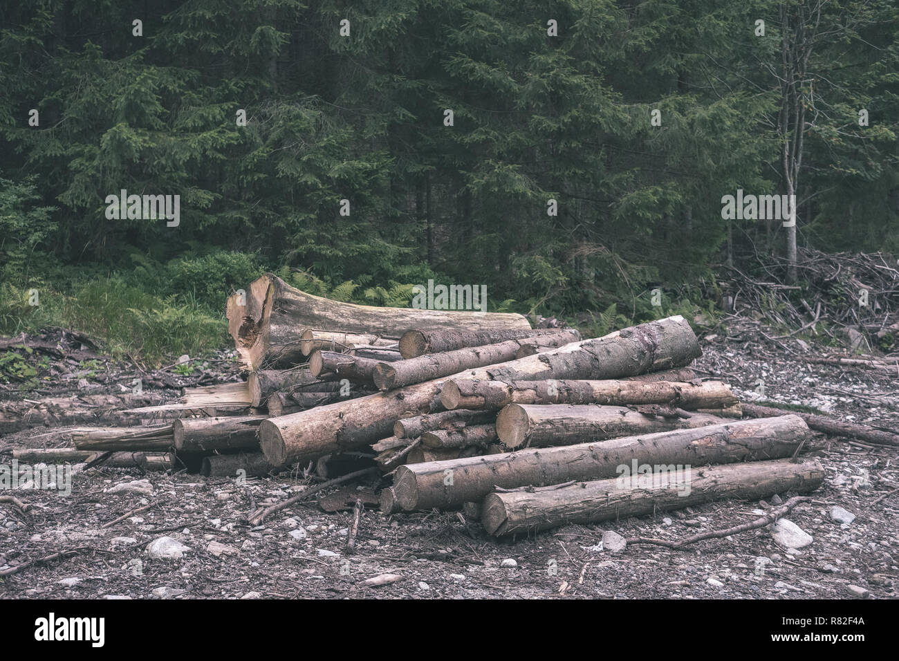 pile of freshly cut log wood in forest for burning in fire place vintage retro film look Stock