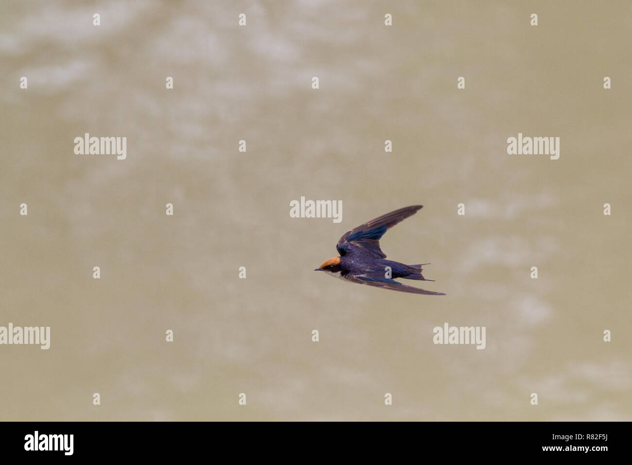 South Africa wildlife: Juvenile wire-tailed swallow in flight (Hirundo smithii) flying over water Stock Photo