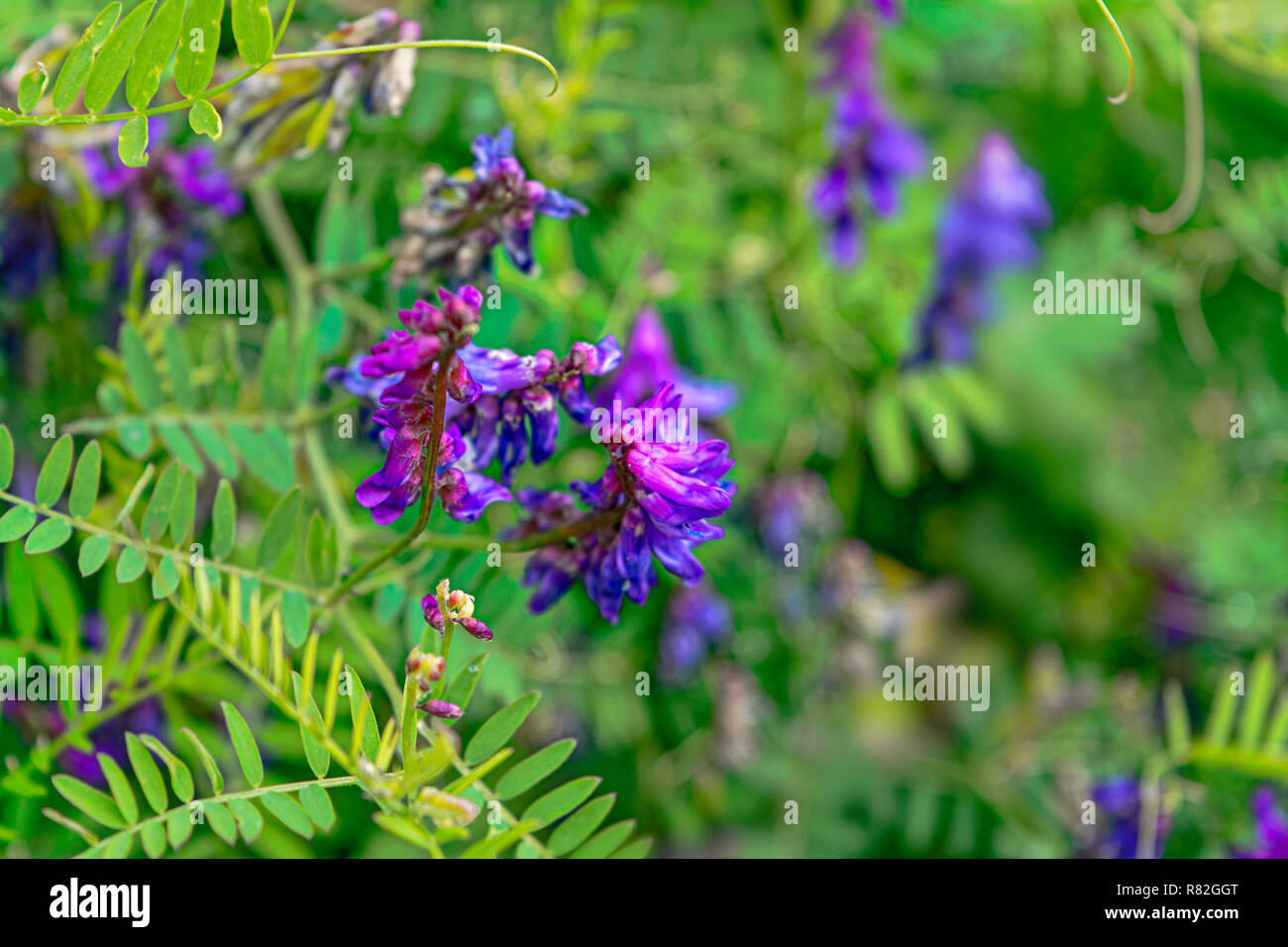 Tufted vetch Vicia cracca purple wild flower blooming in a forest close-up Stock Photo