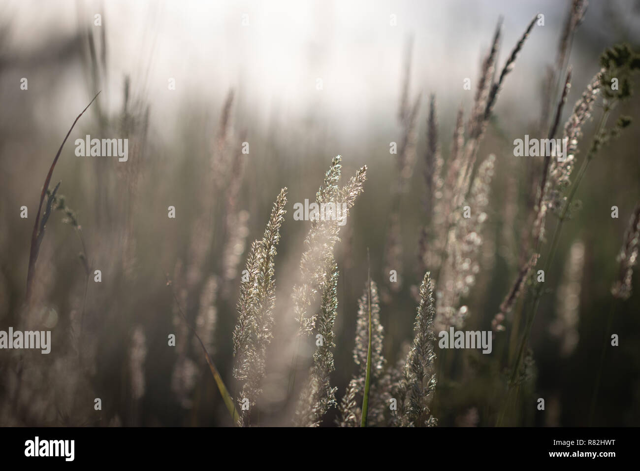 Feather grass in the field at summer sunset. Serene at golden hour in natural colors Stock Photo