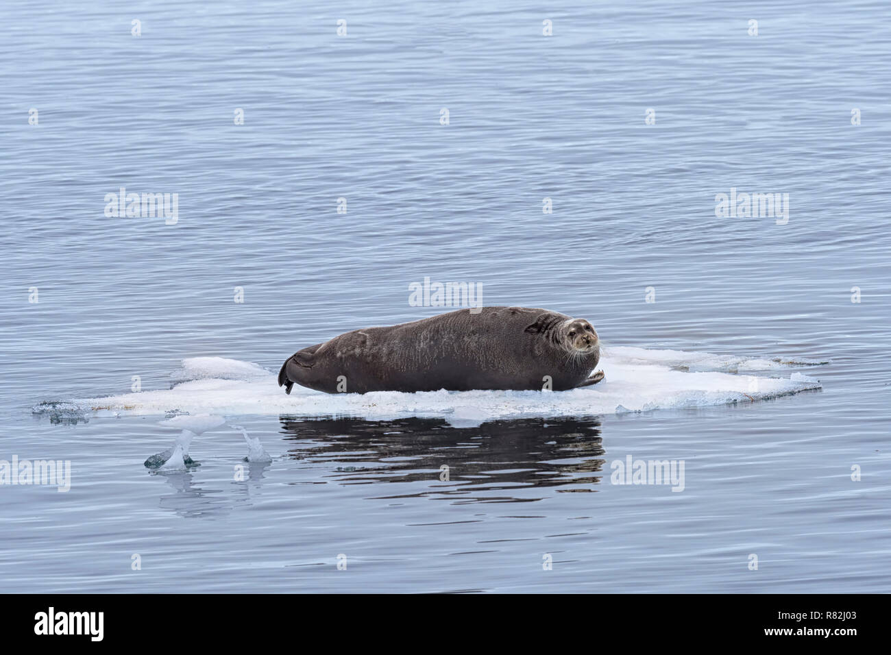 Bearded Seal (Erignathus barbatus) resting on pack ice, Spitsbergen Island, Svalbard Archipelago, Norway, Stock Photo