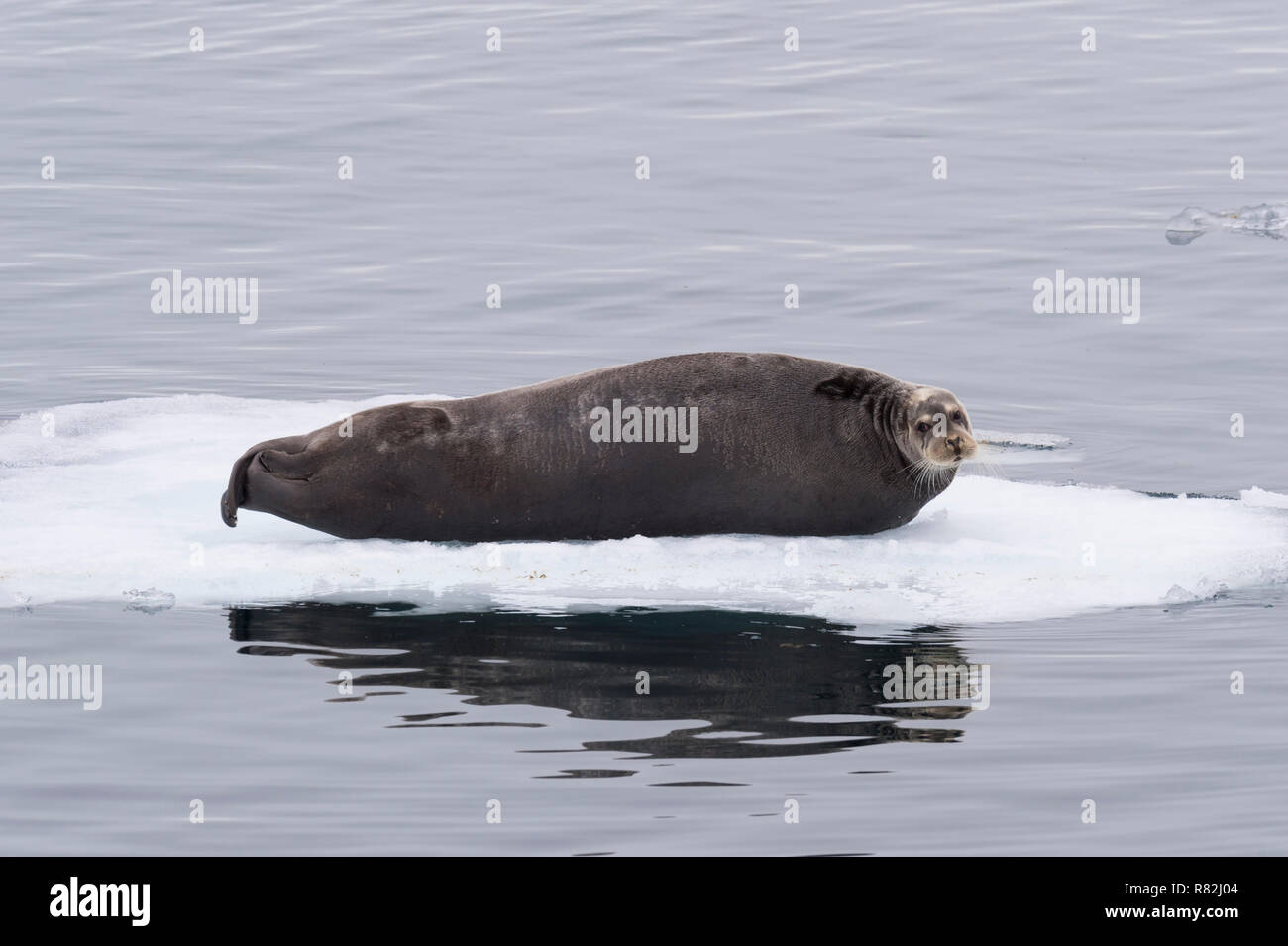 Bearded Seal (Erignathus barbatus) resting on pack ice, Spitsbergen Island, Svalbard Archipelago, Norway, Stock Photo