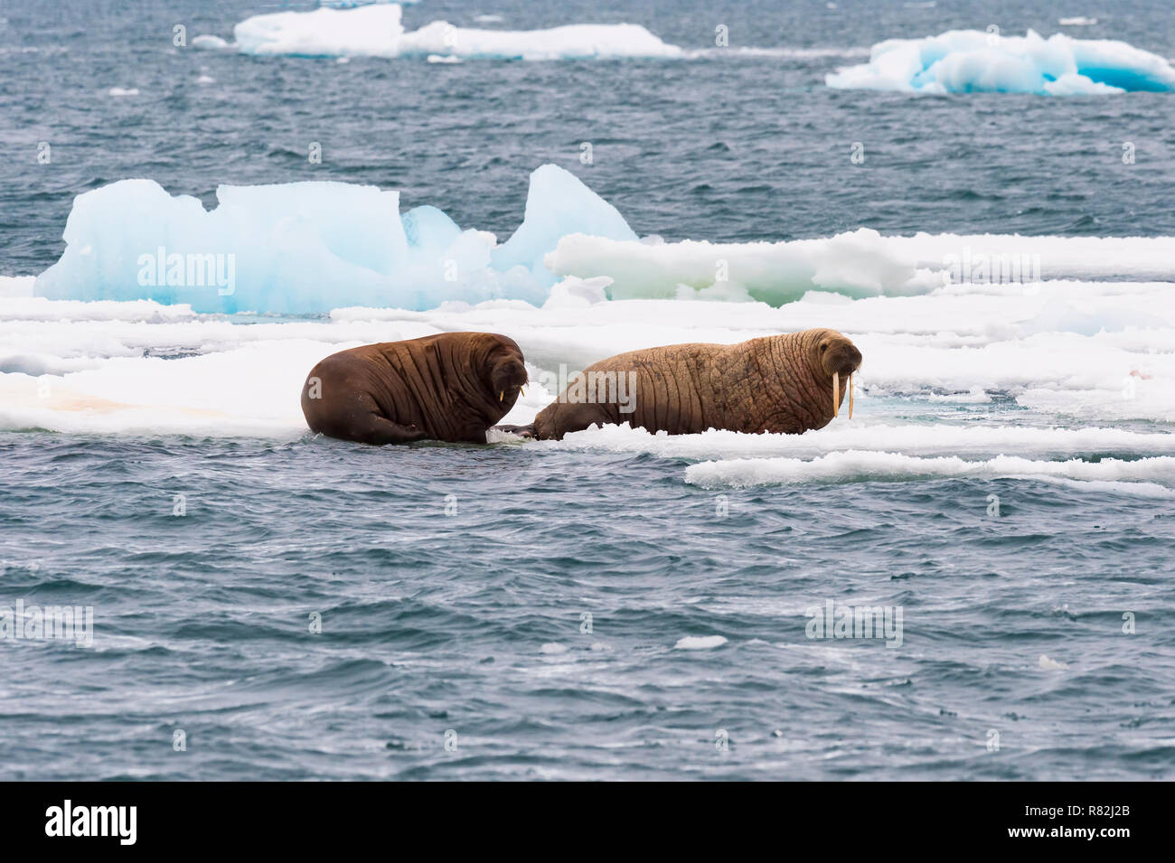 Walrus (Odobenus rosmarus) resting on ice, Brassvell Glacier, Nordaustlandet, Svalbard archipelago, Norway Stock Photo