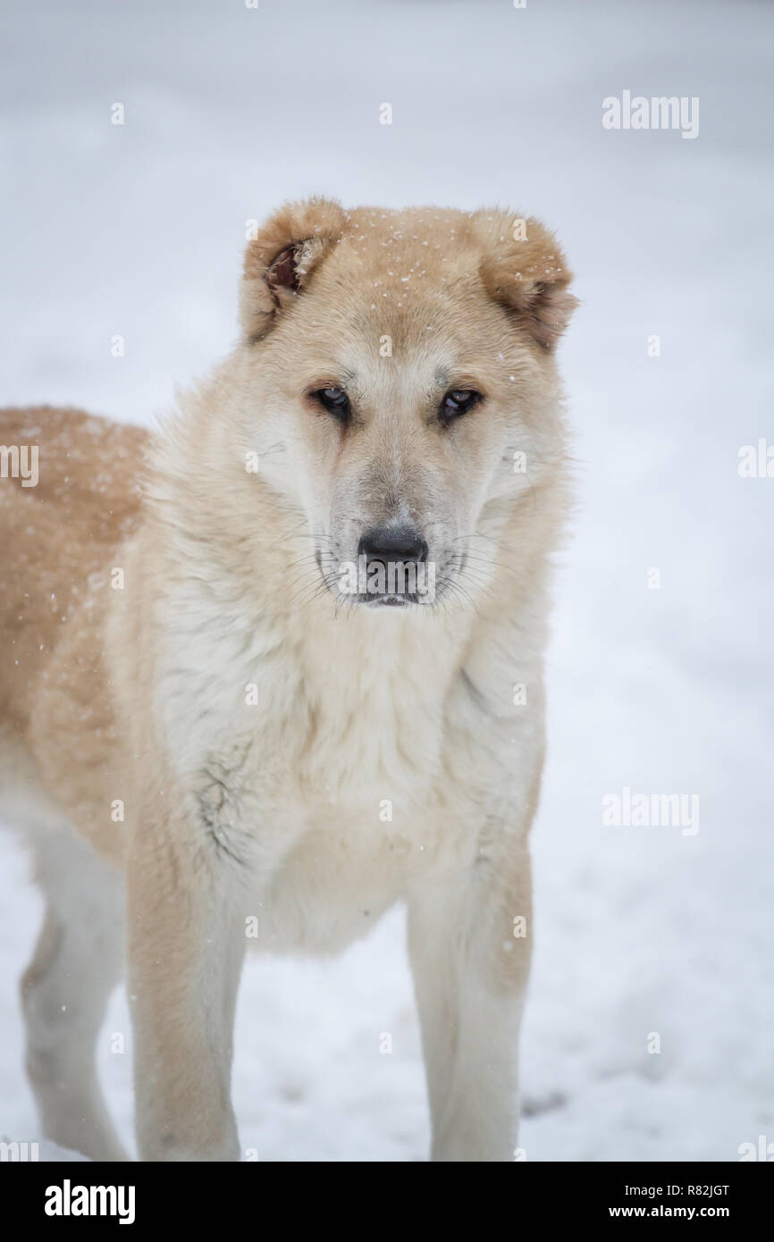Can A Basque Shepherd Dog And A Central Asian Shepherd Dog Be Friends