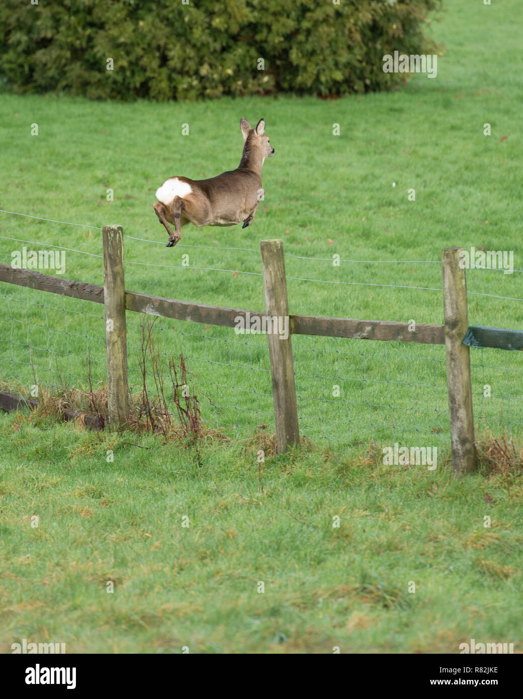 Deer fence jump hires stock photography and images Alamy