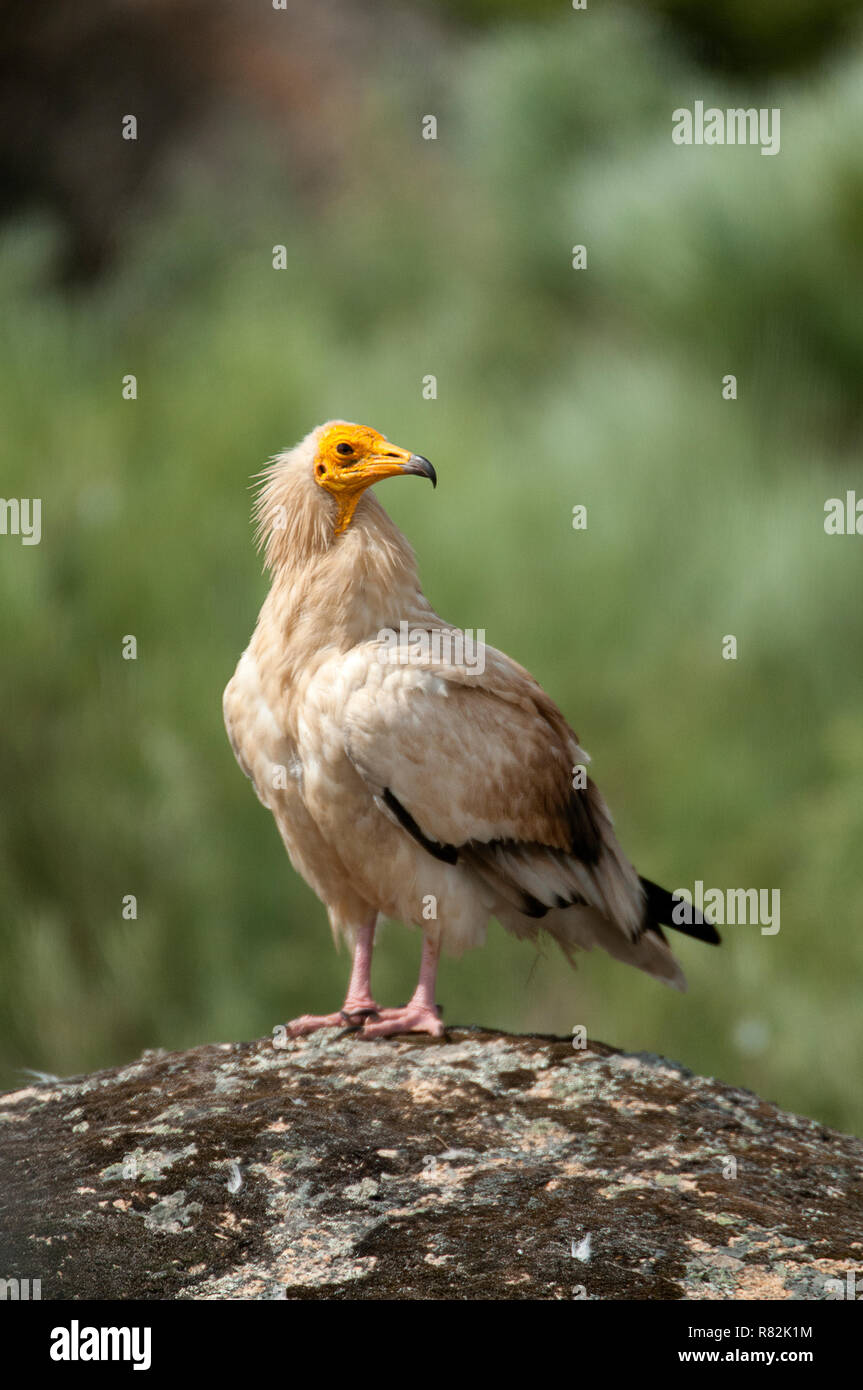 Egyptian Vulture (Neophron percnopterus), spain, portrait perched on rocks Stock Photo