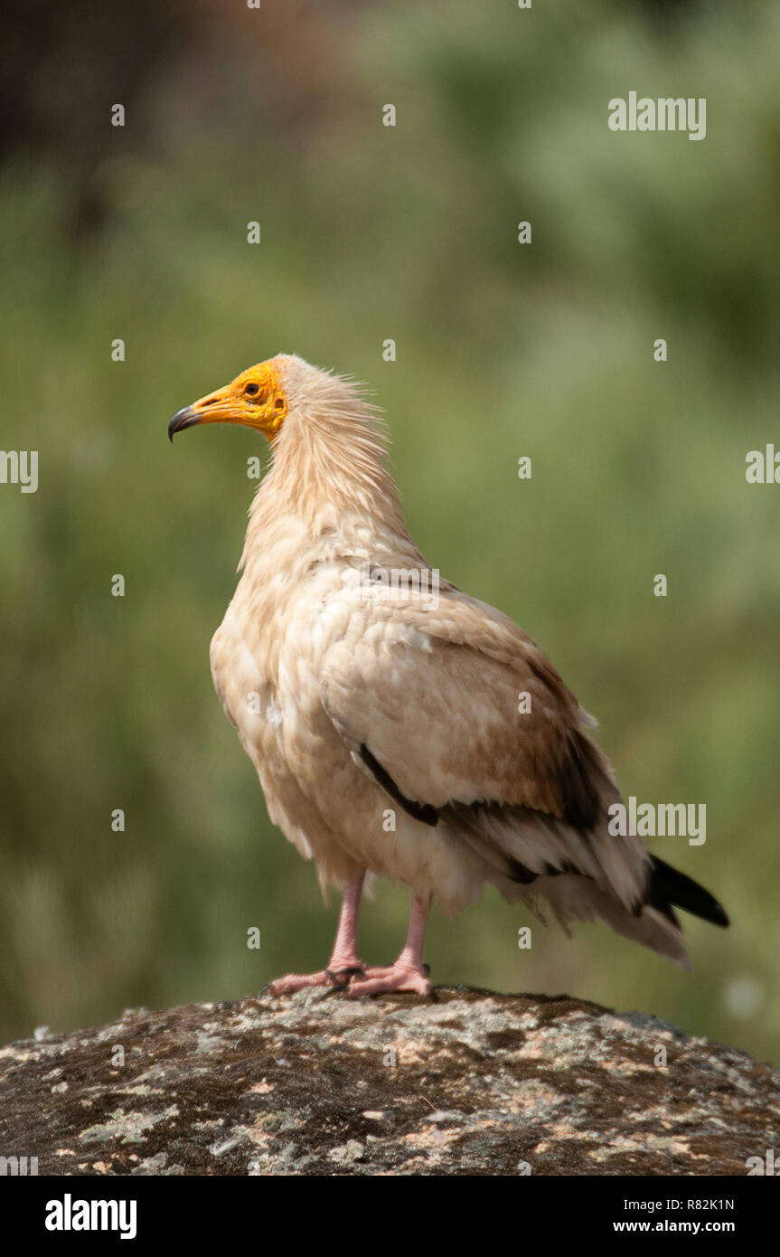 Egyptian Vulture (Neophron percnopterus), spain, portrait perched on rocks Stock Photo