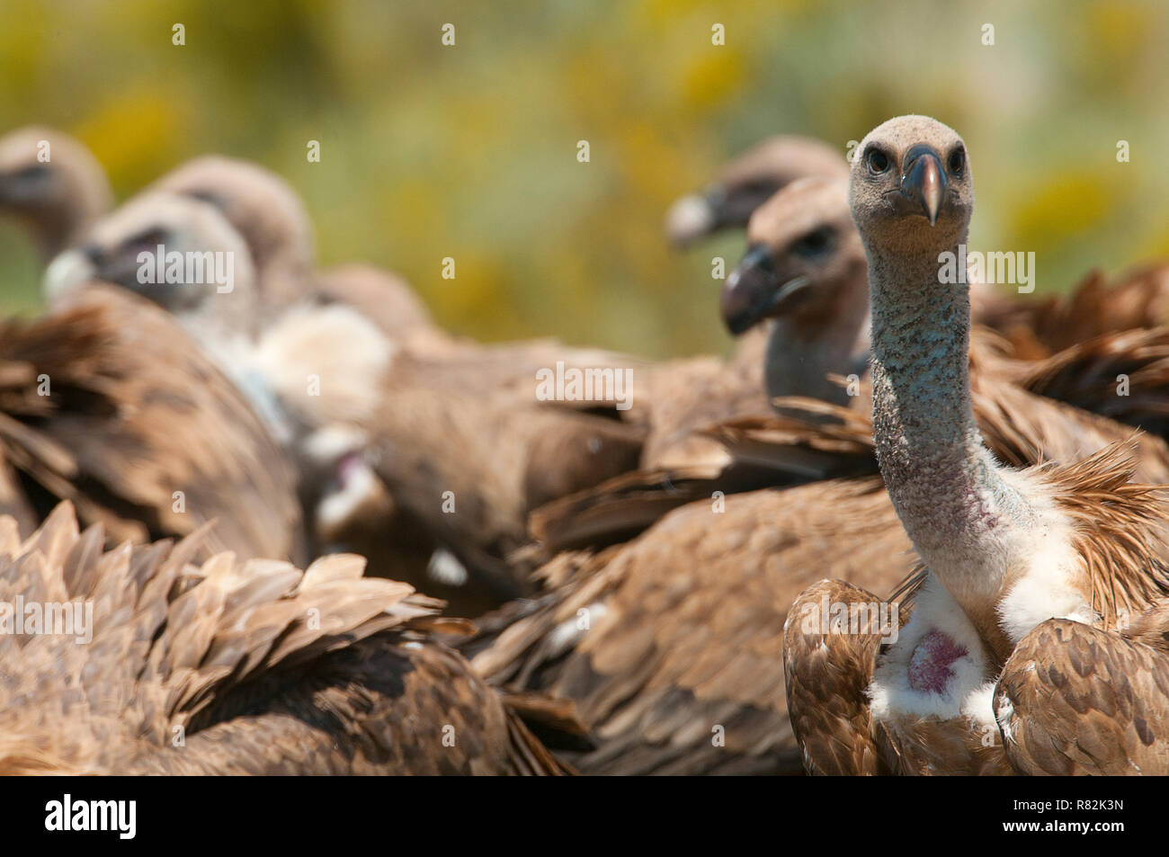 Griffon Vulture (Gyps fulvus) Group eating carrion,birds raptors, Spain Stock Photo