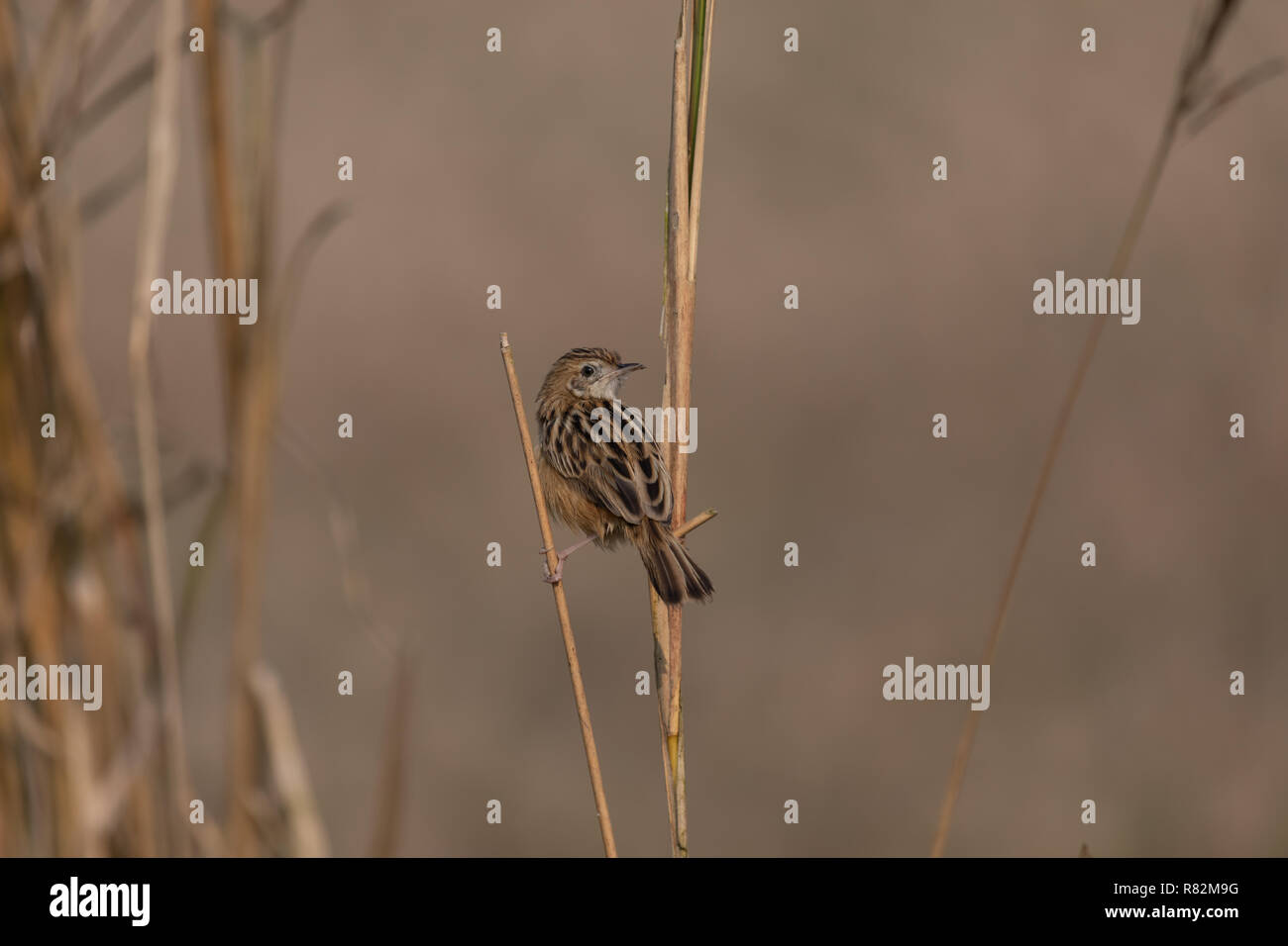 Streaked fantail warbler (Cisticola juncidis) perching at paddy-field at Bosipota, Hoogly, West Bengal, India Stock Photo