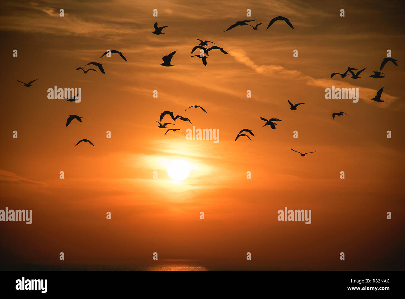 flock of seagulls silhouetted on glowing orange sunset sky over Lake Michigan water Stock Photo