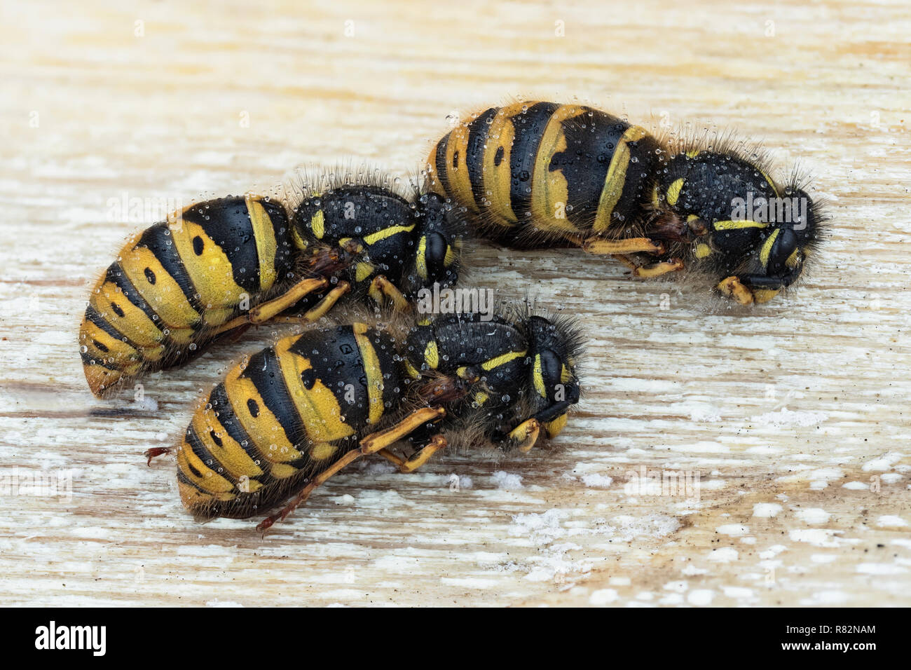 Queen wasps hibernating hires stock photography and images Alamy