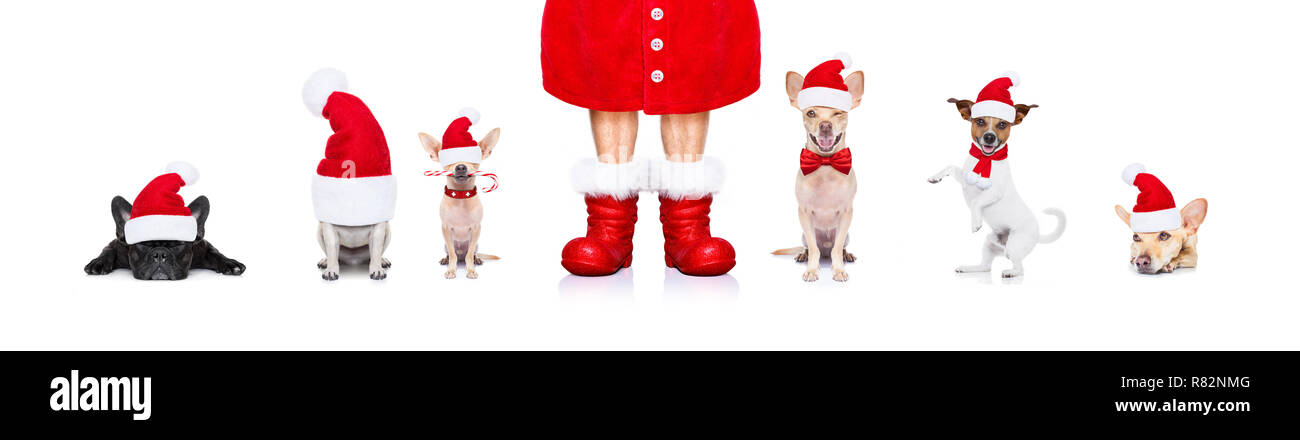 christmas santa claus row of dogs isolated on white background, with ...