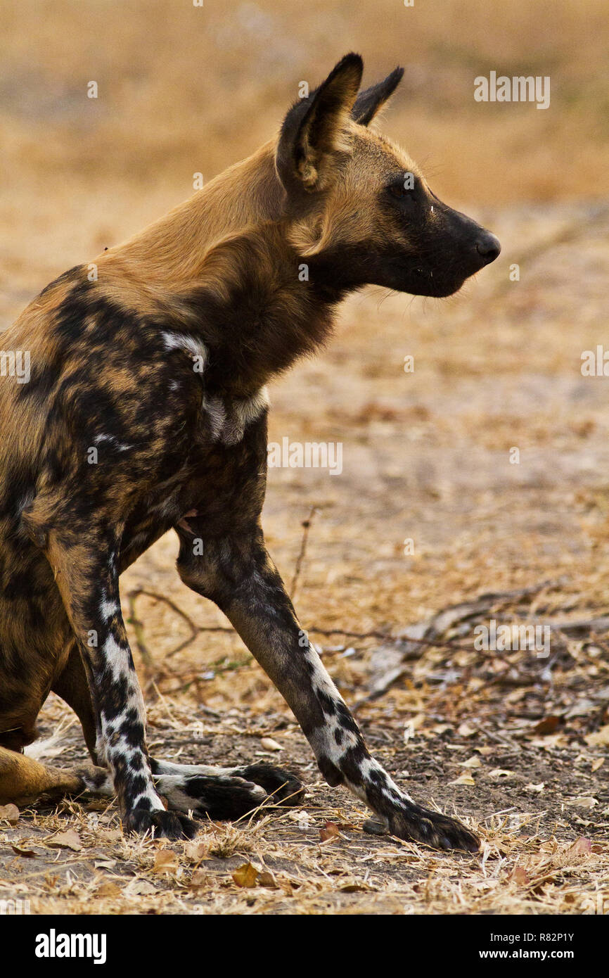 Do Dogs Die From Distemper