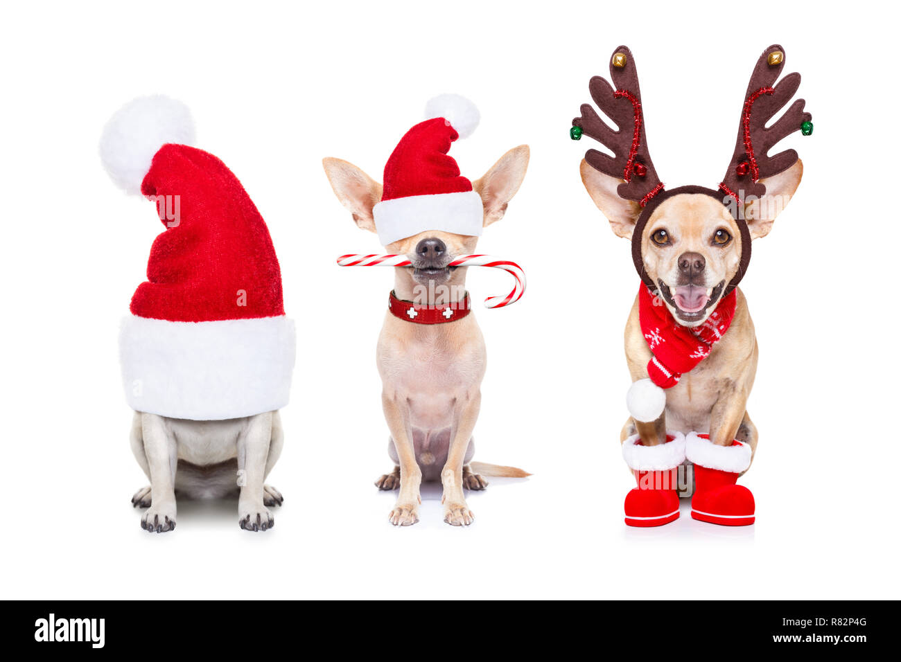 christmas santa claus row of dogs isolated on white background, with ...