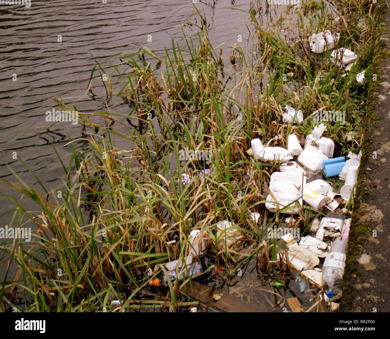 Plastic pollution on forth and clyde canal at the bank among plants used to support wildlife Stock Photo
