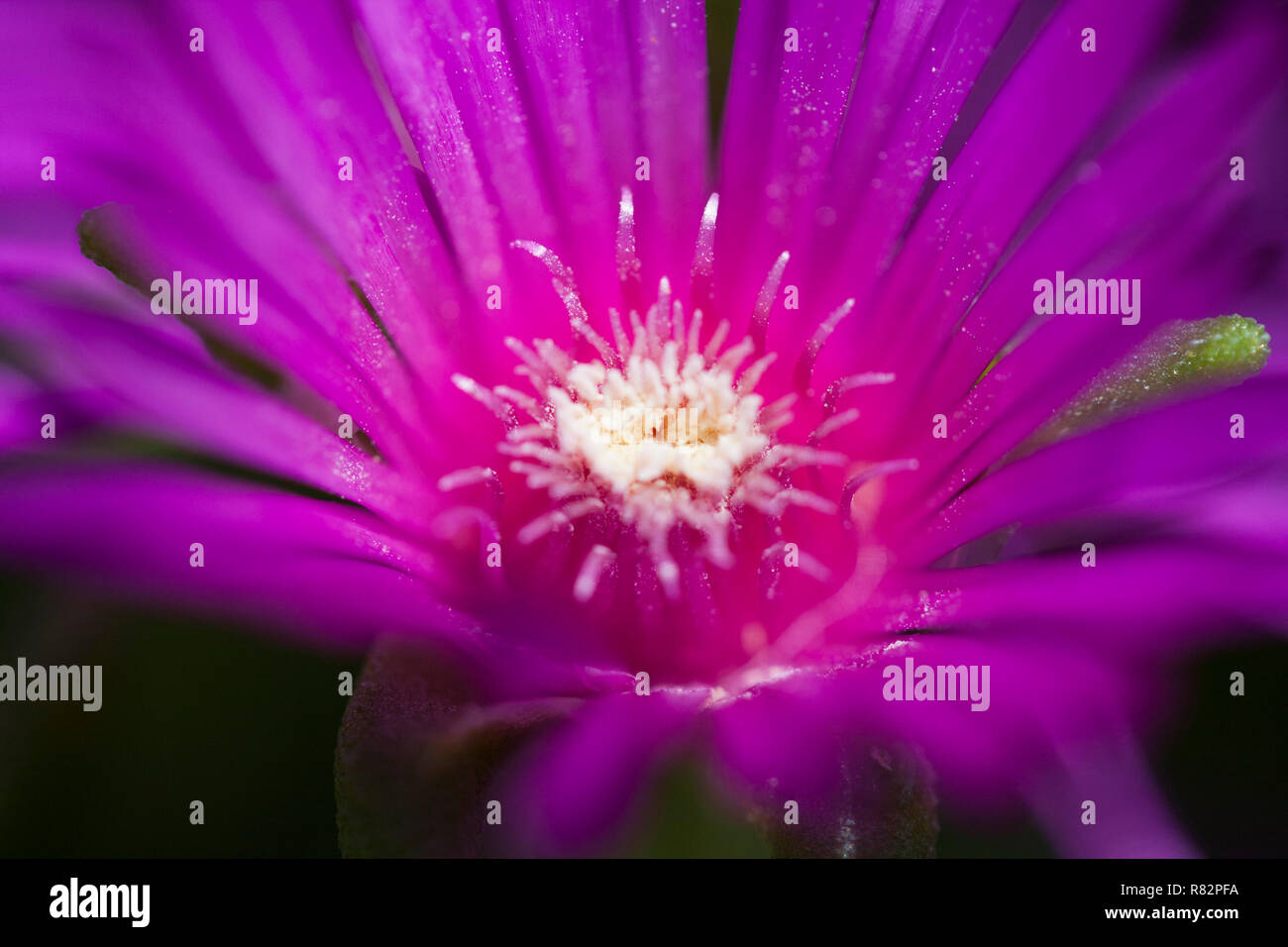 House plant. Stock Photo