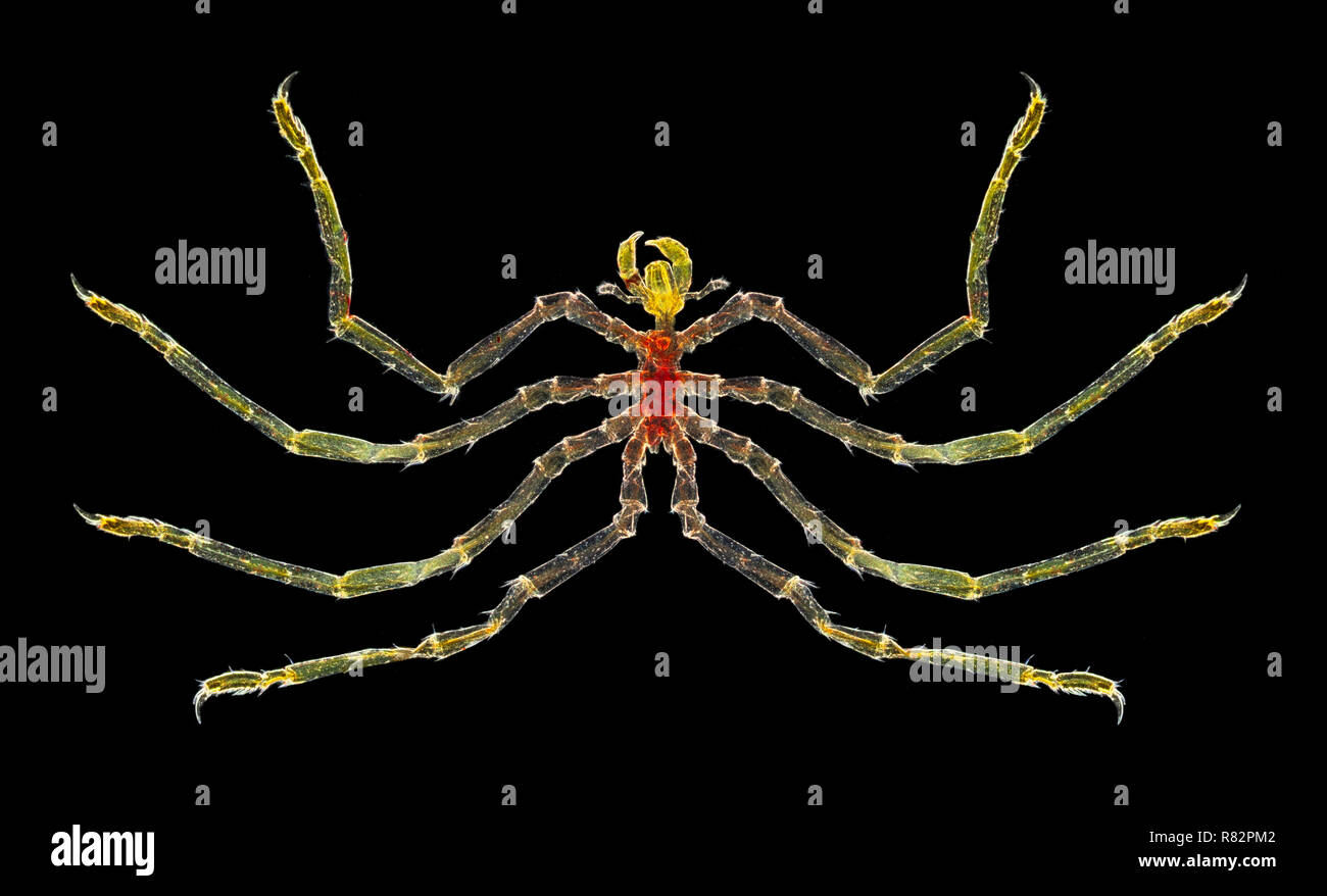 Sea Spider, darkfield photomicrograph, Thames Estuary, UK, Nymphon Gracilis Stock Photo
