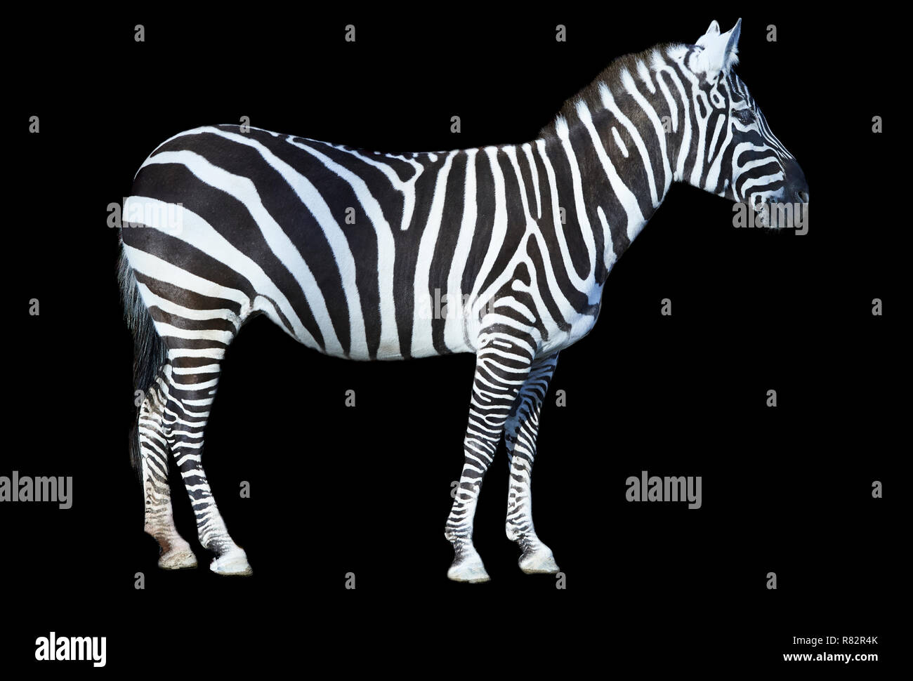 Zebra female standing side view isolated on black background Stock Photo