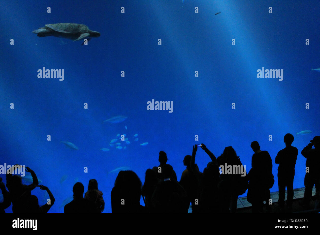 Tsunami in monterey bay