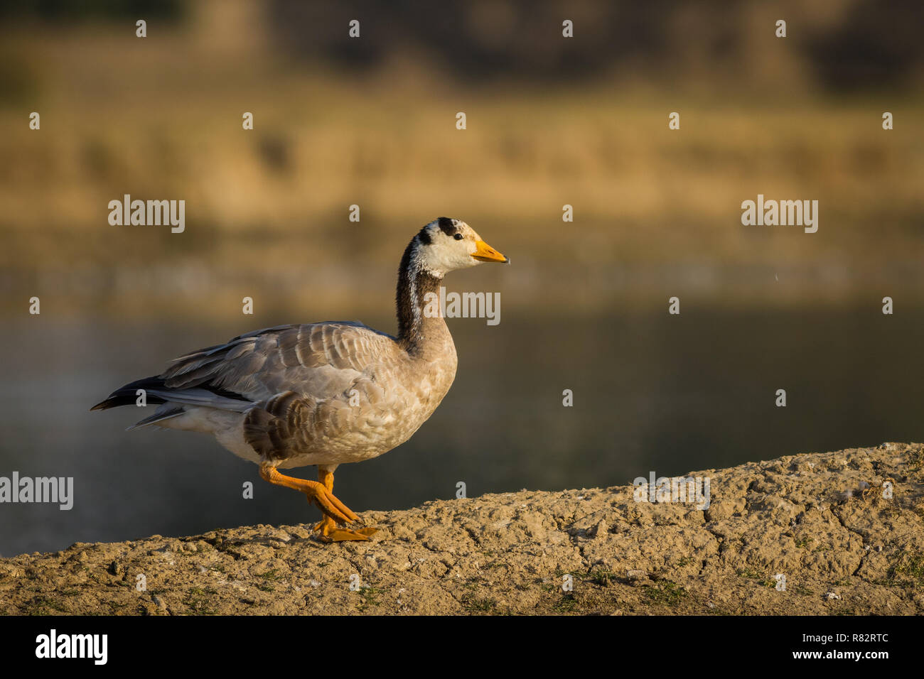 Bar-headed goose at tal chappar blackbuck sanctuary, India Stock Photo