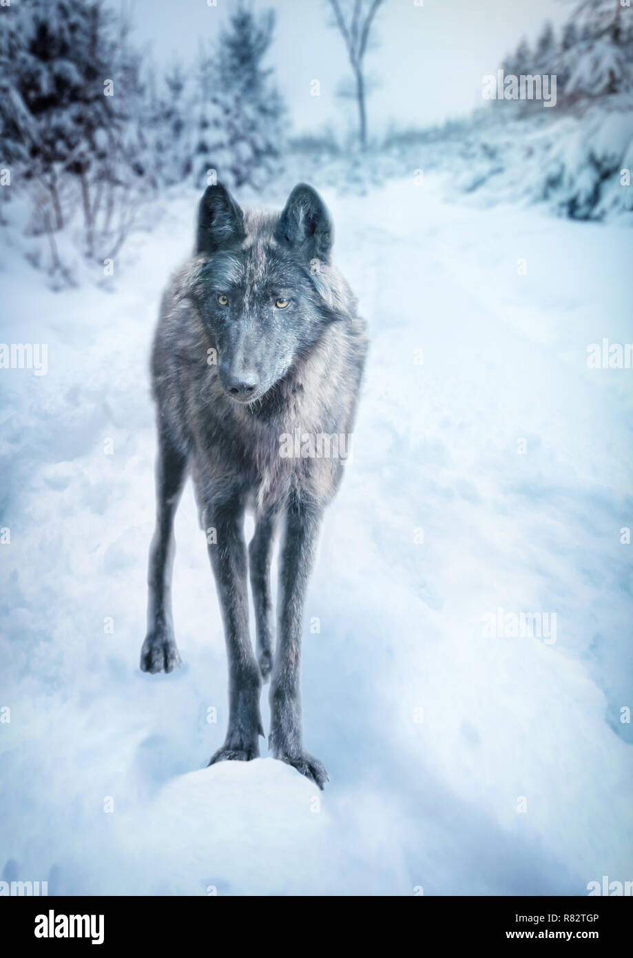 A wild wolf of the Timberwolf breed stands in snowy winter landscape Stock Photo
